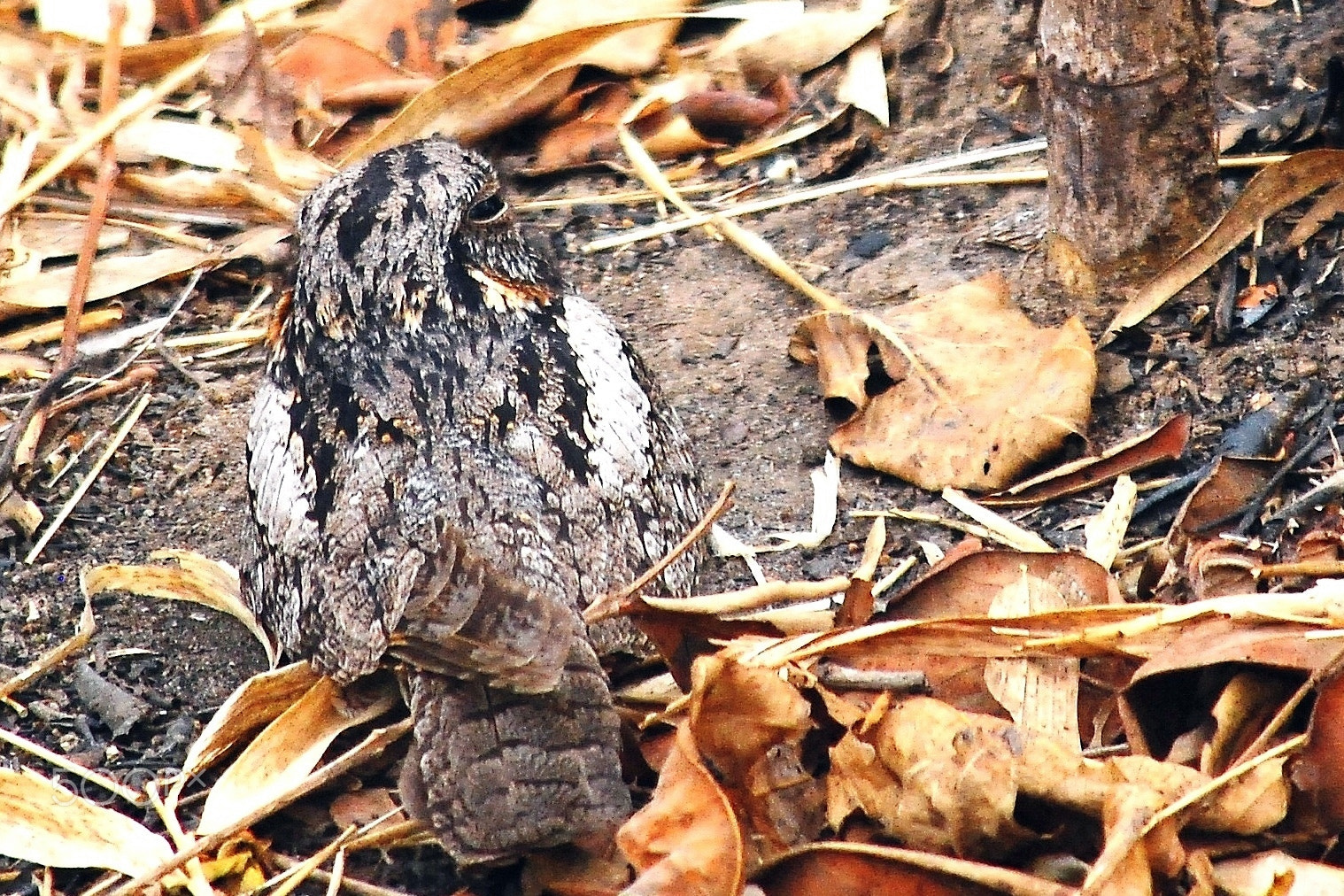 Nikon D80 sample photo. Indian nightjar photography