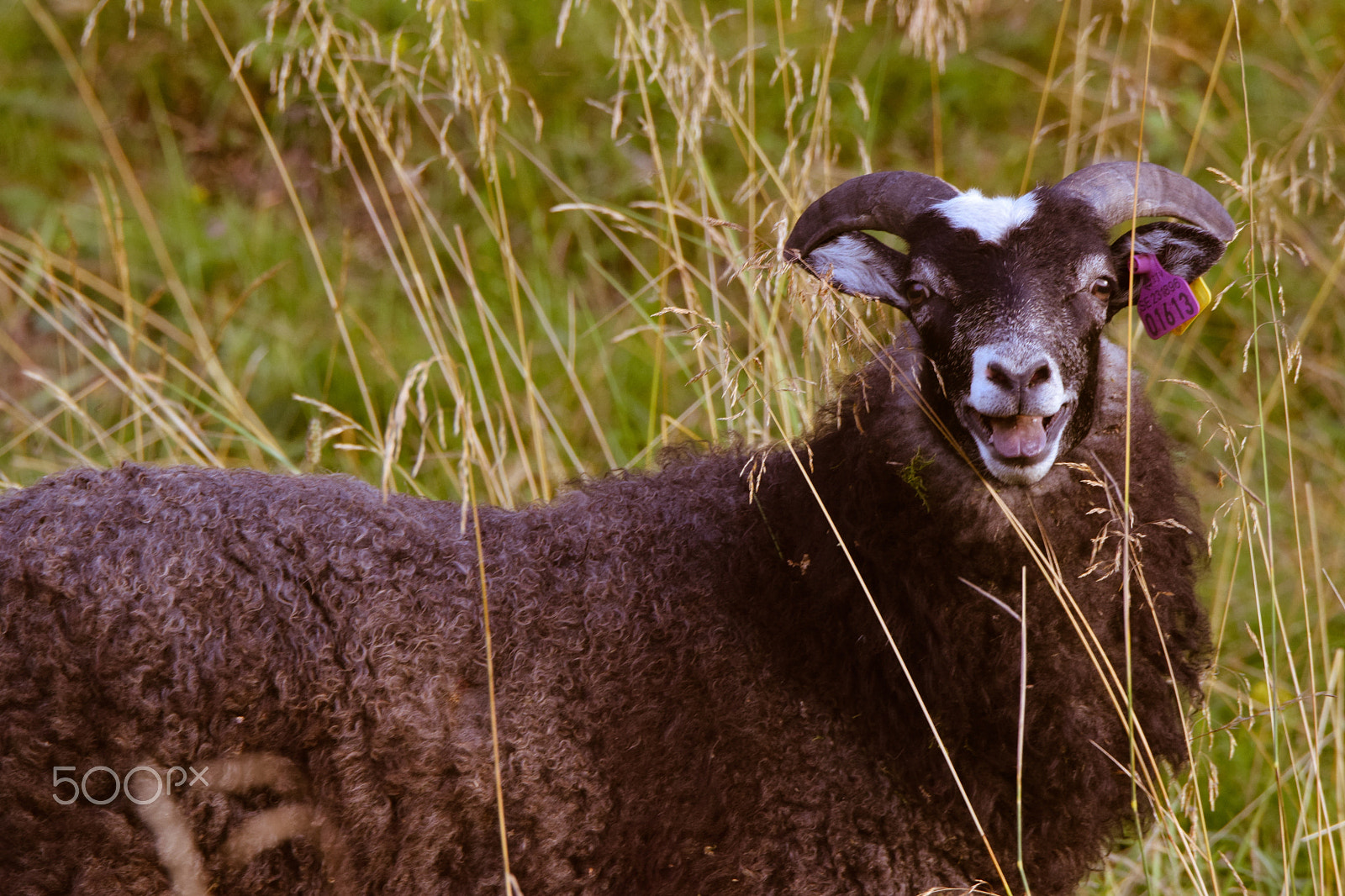 Tamron SP 150-600mm F5-6.3 Di VC USD sample photo. #happygoat!  photography