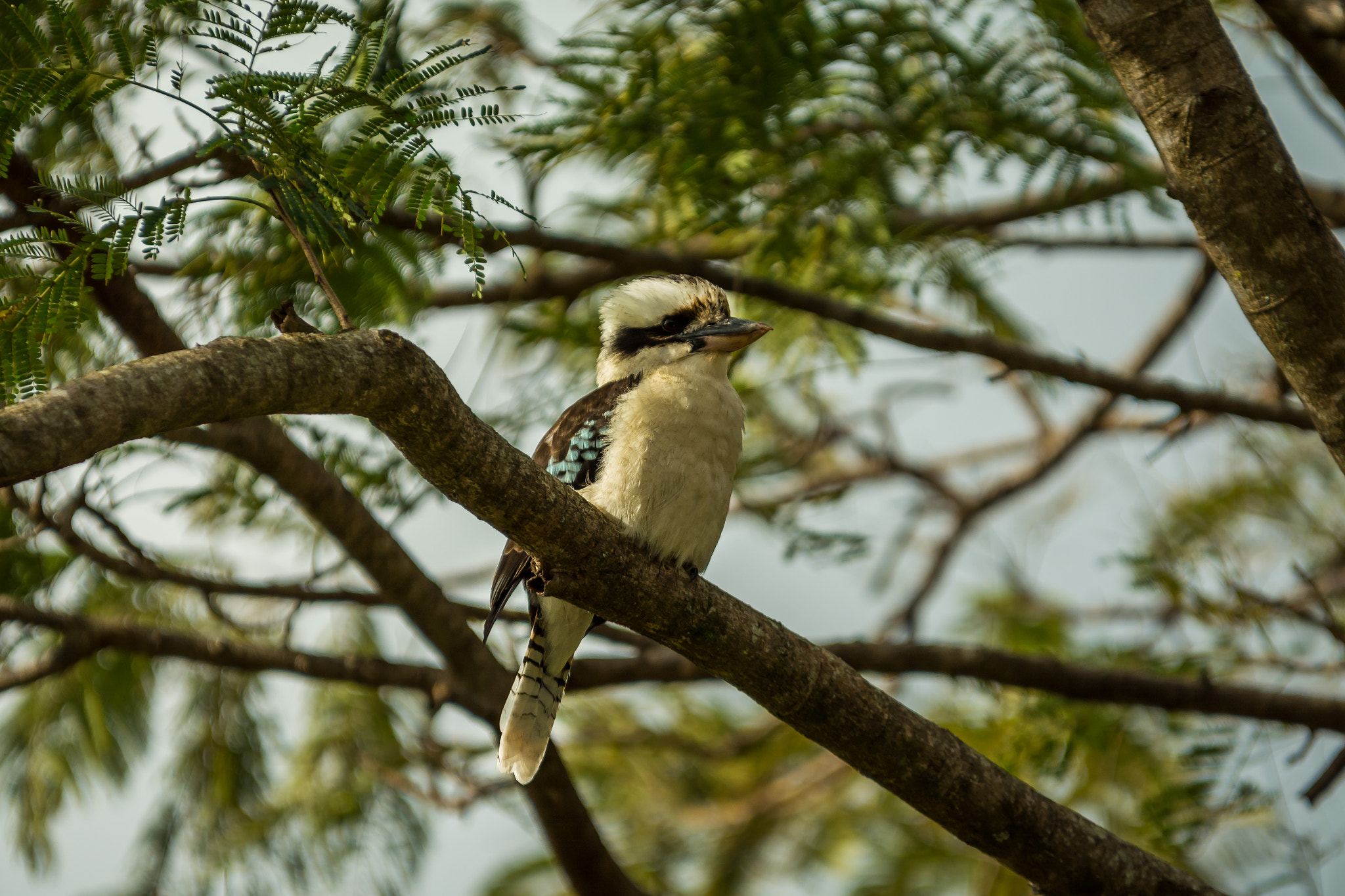 Sigma 70-200mm F2.8 EX DG OS HSM sample photo. Kooka photography