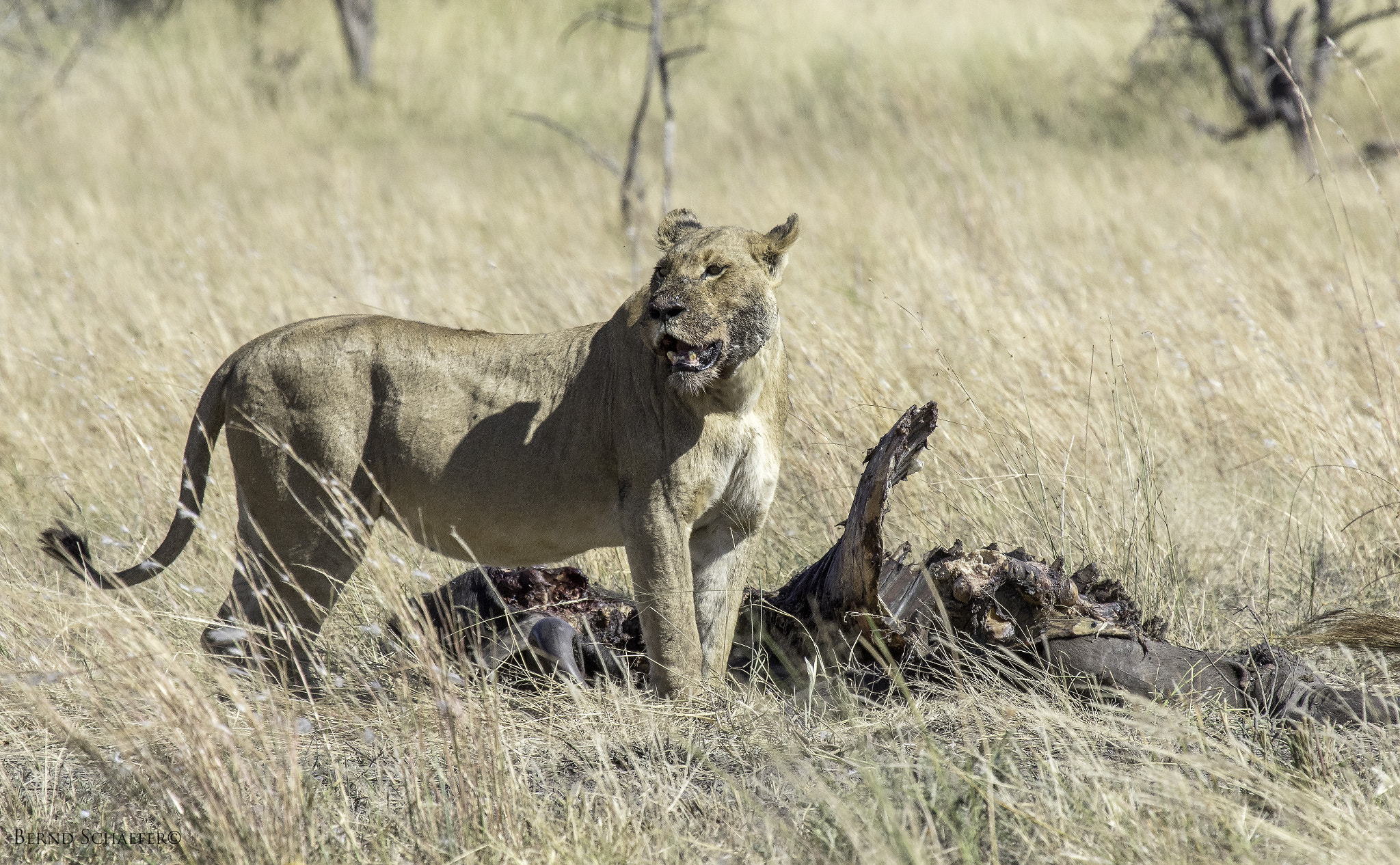 Canon EOS 7D Mark II + Canon EF 100-400mm F4.5-5.6L IS USM sample photo. The defender photography