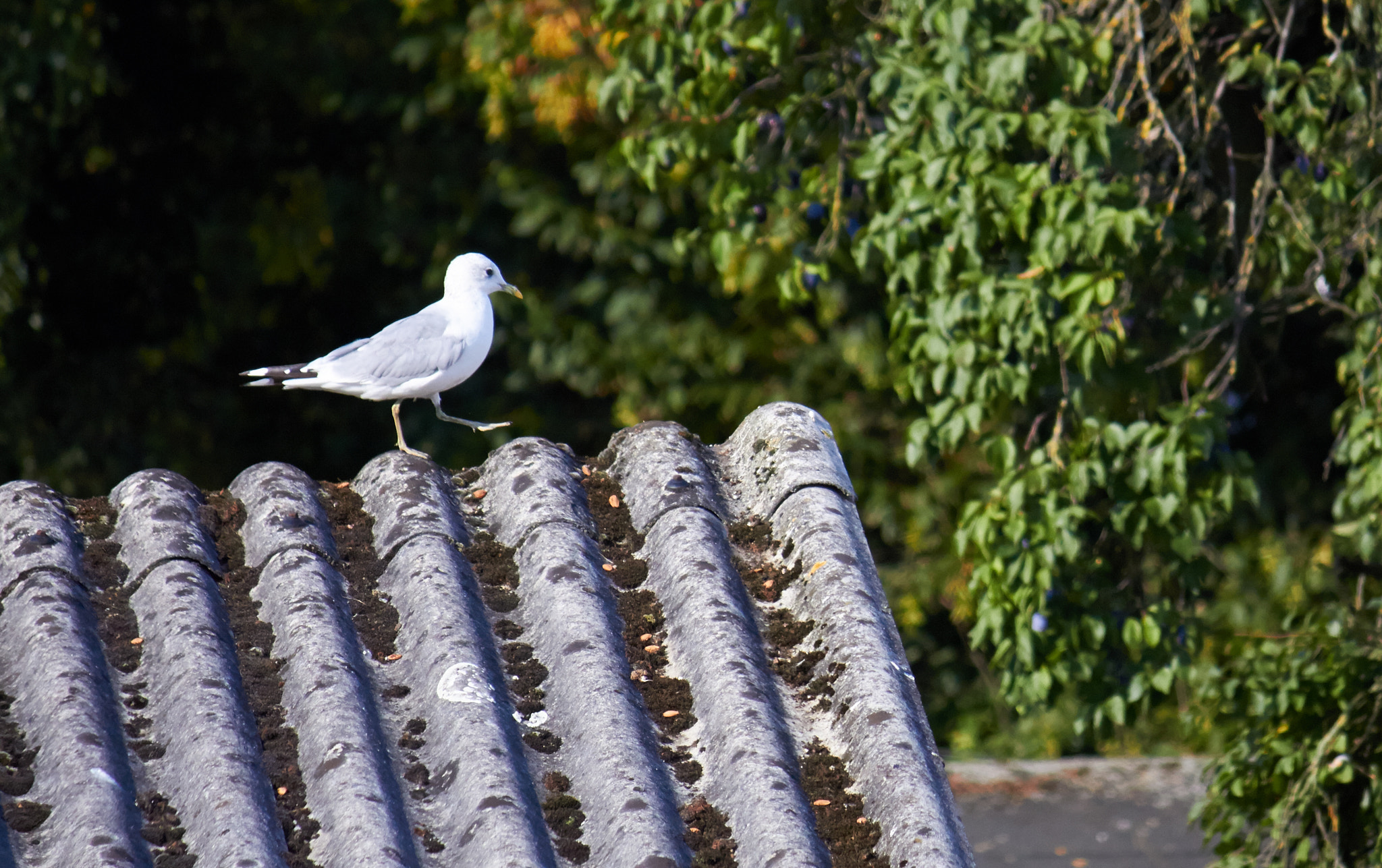 Canon EF-S 55-250mm F4-5.6 IS sample photo. Walking gull photography