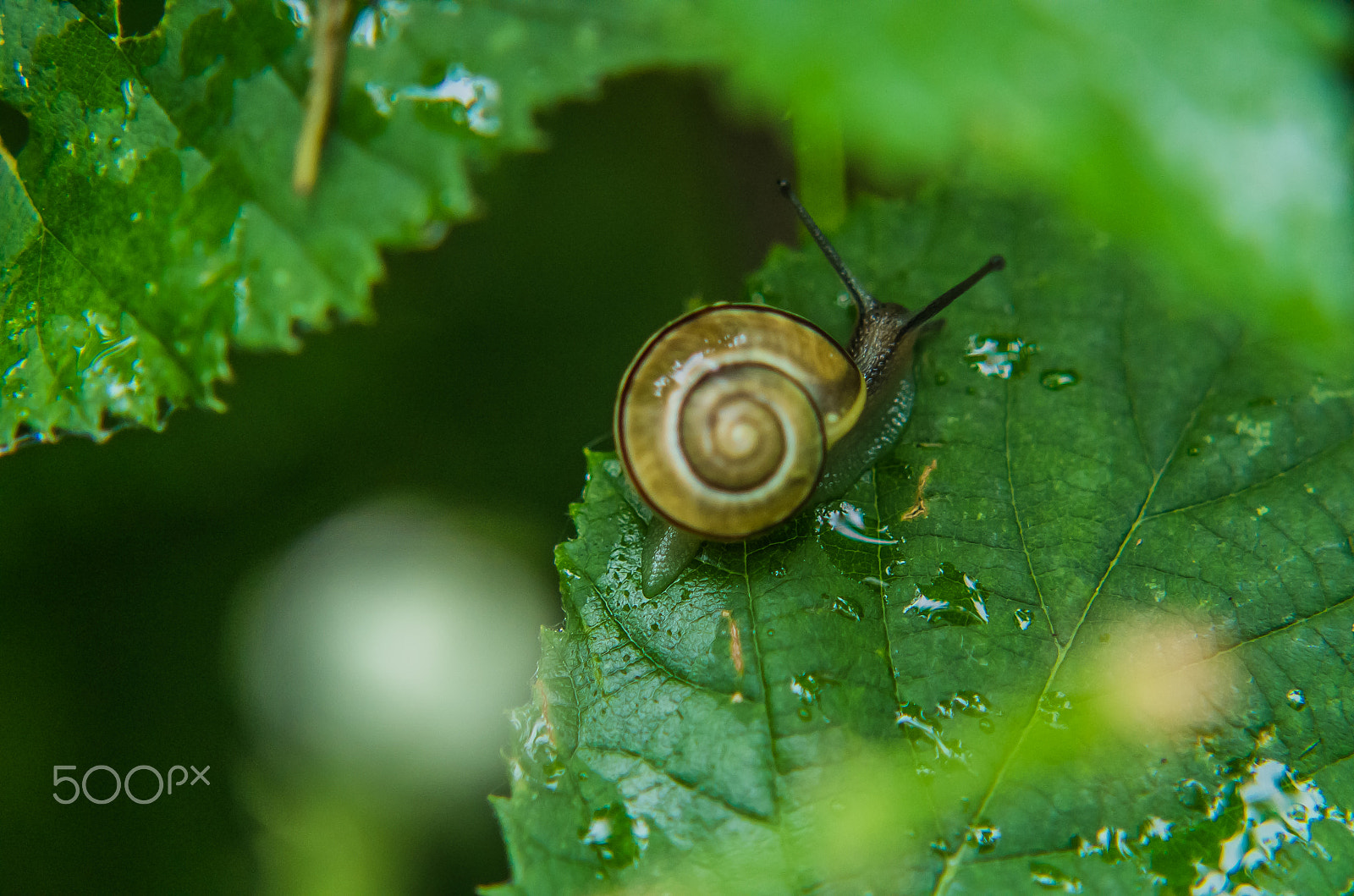 Pentax K-50 + Tamron AF 70-300mm F4-5.6 Di LD Macro sample photo. A snail photography