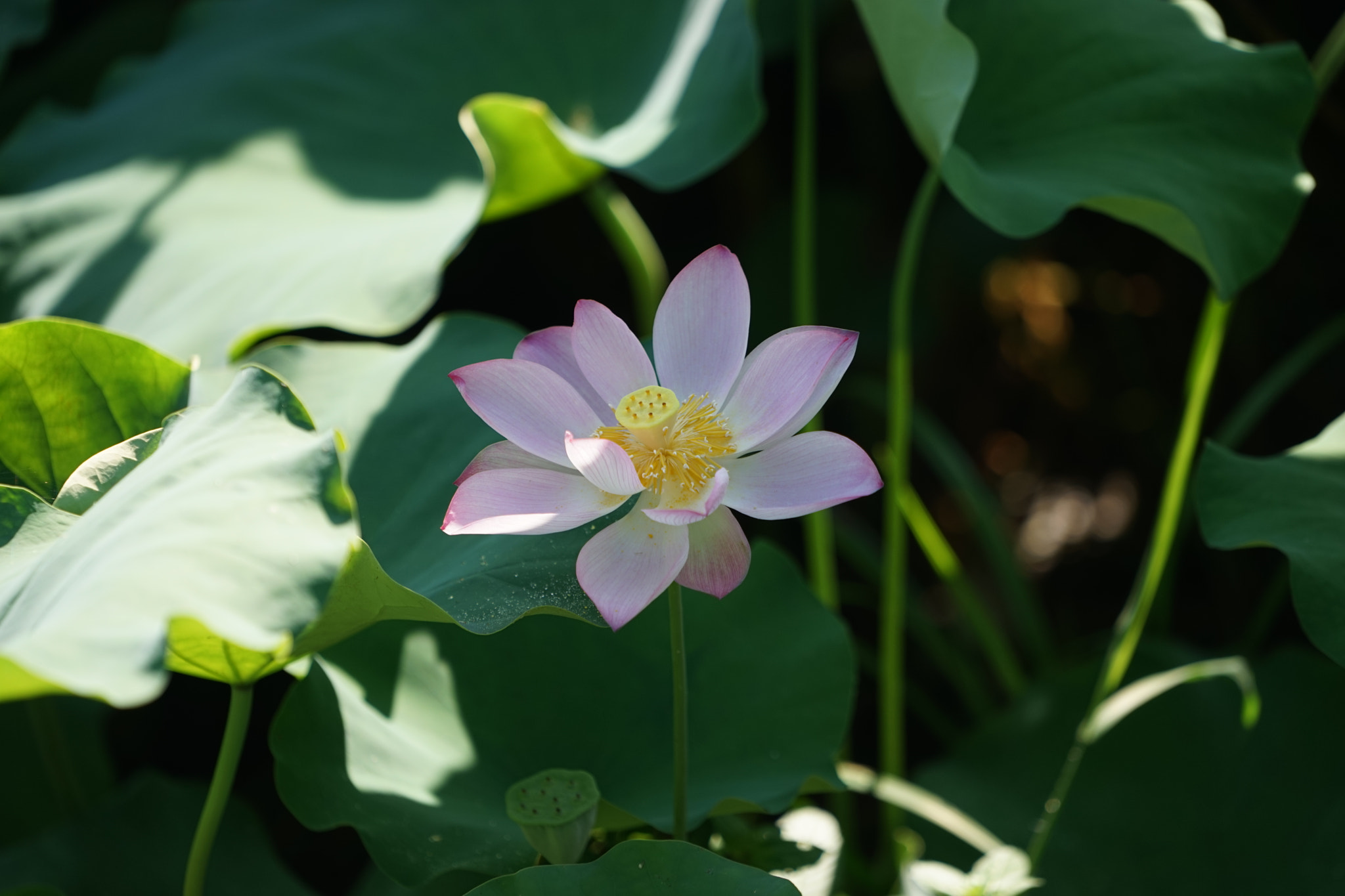 Sony a7 + Sony FE 70-200mm F4 G OSS sample photo. Lotus at hometown-8 photography