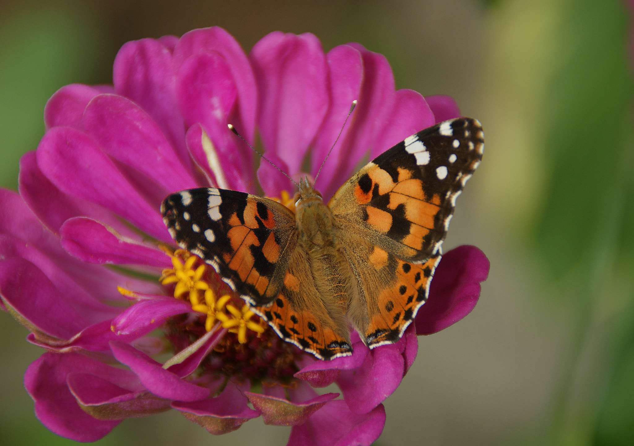Sony Alpha DSLR-A290 sample photo