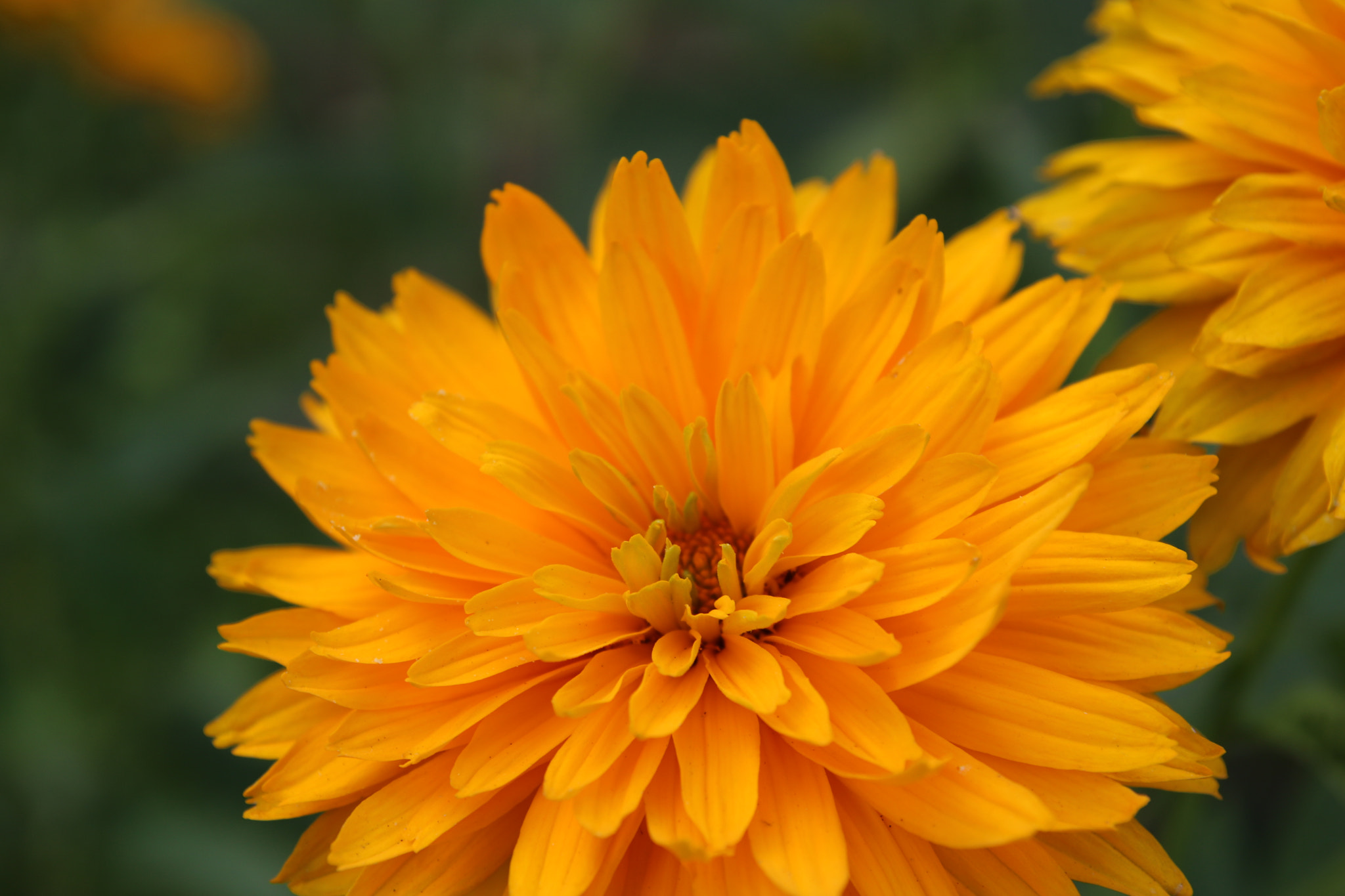 Tamron SP AF 17-50mm F2.8 XR Di II LD Aspherical (IF) sample photo. Yellow flower photography