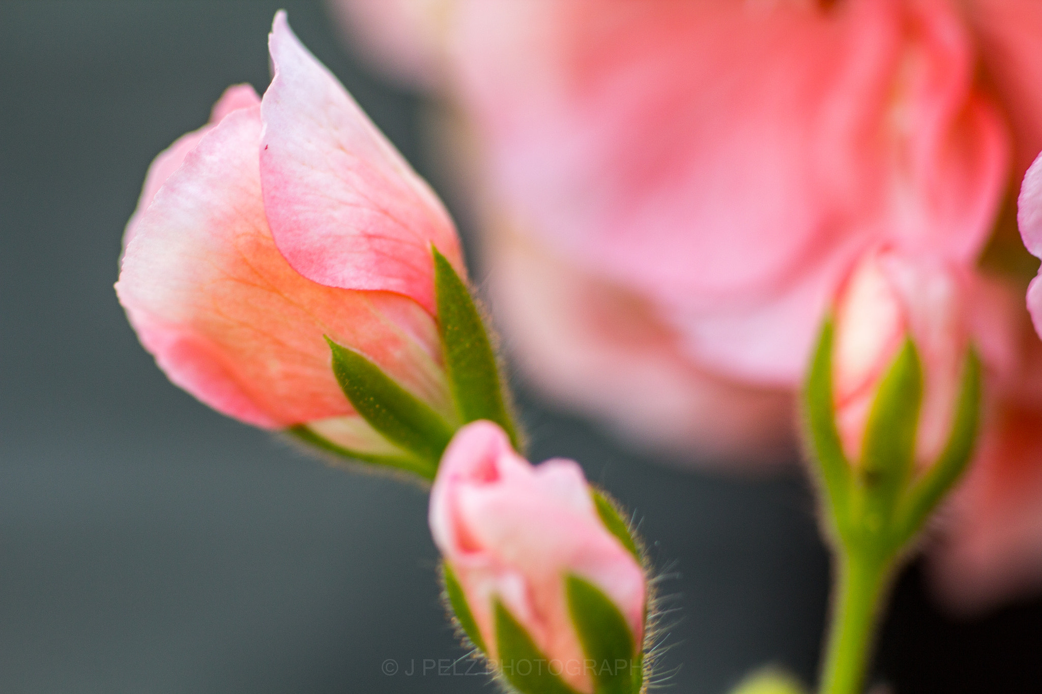 Canon EOS 60D + Canon EF 100mm F2.8 Macro USM sample photo. Flowers photography