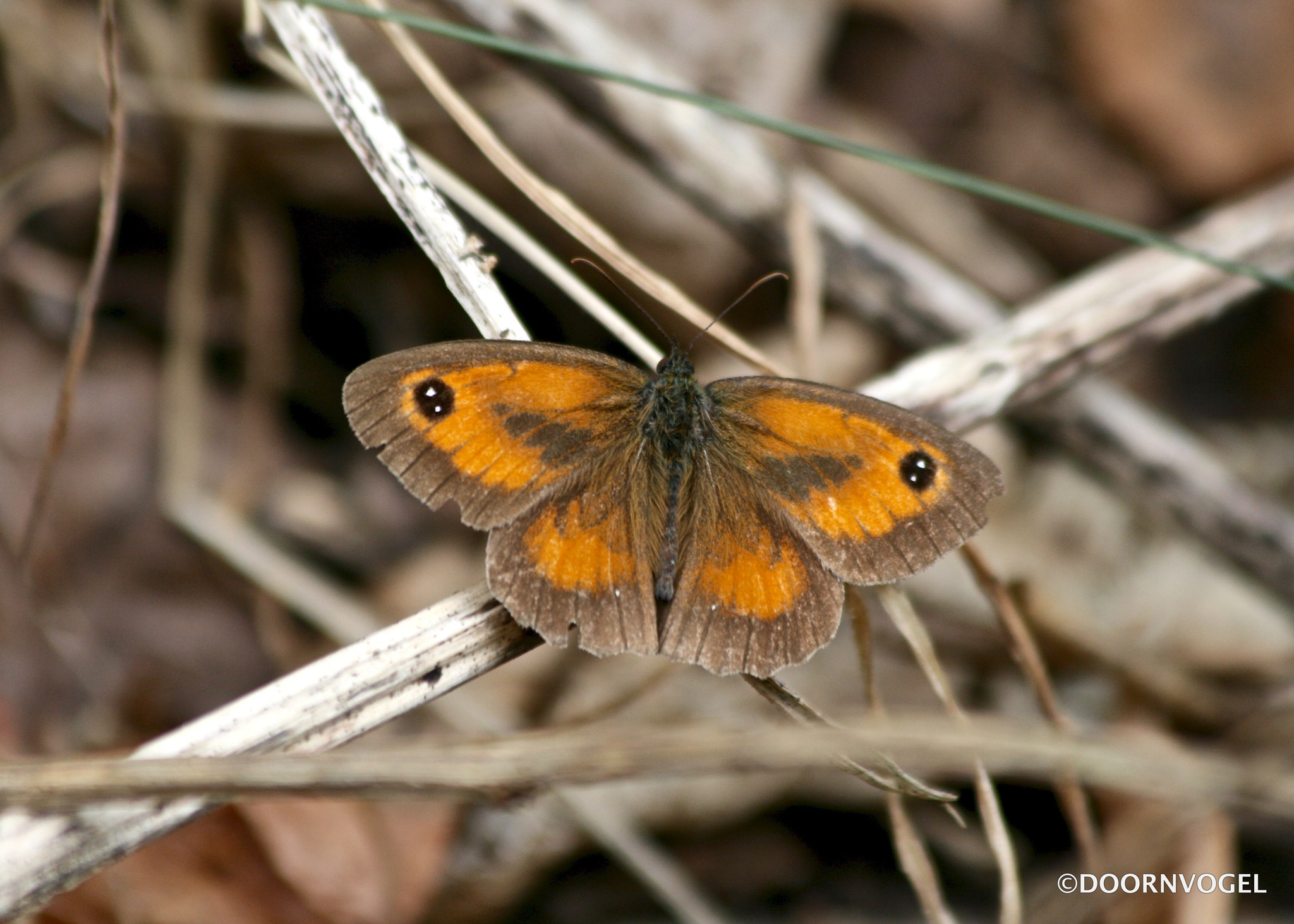 Canon EF 70-300mm F4-5.6 IS USM sample photo. Hedge brown (gatekeeper) photography