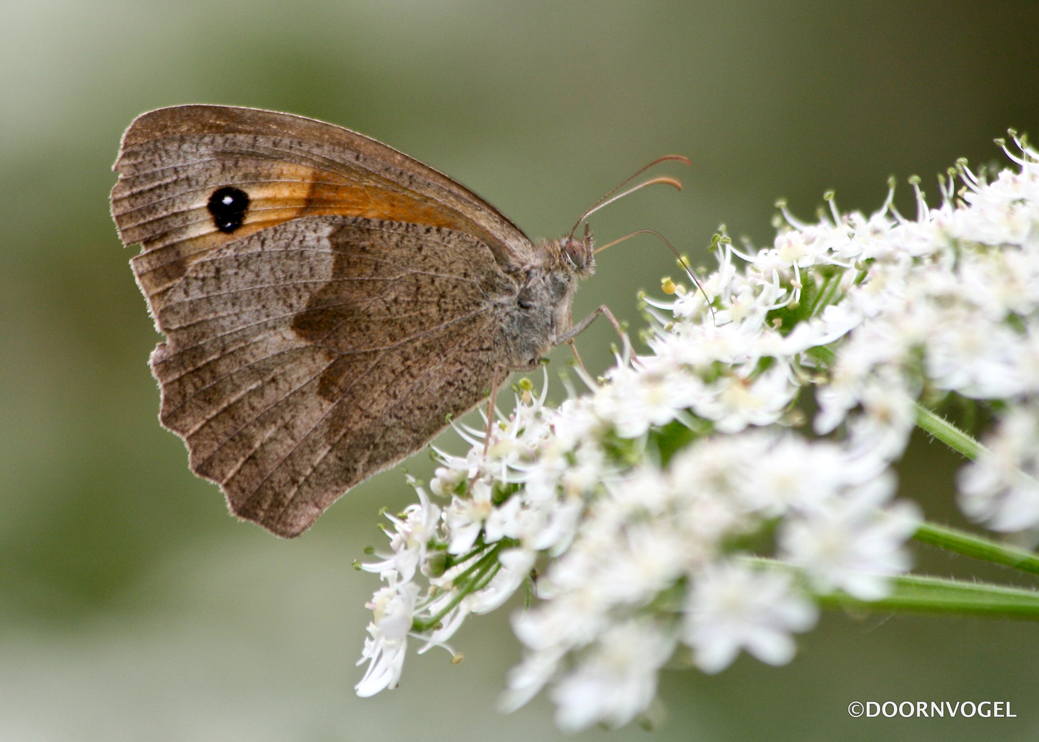 Canon EF 70-300mm F4-5.6 IS USM sample photo. Time for a honey sip! photography