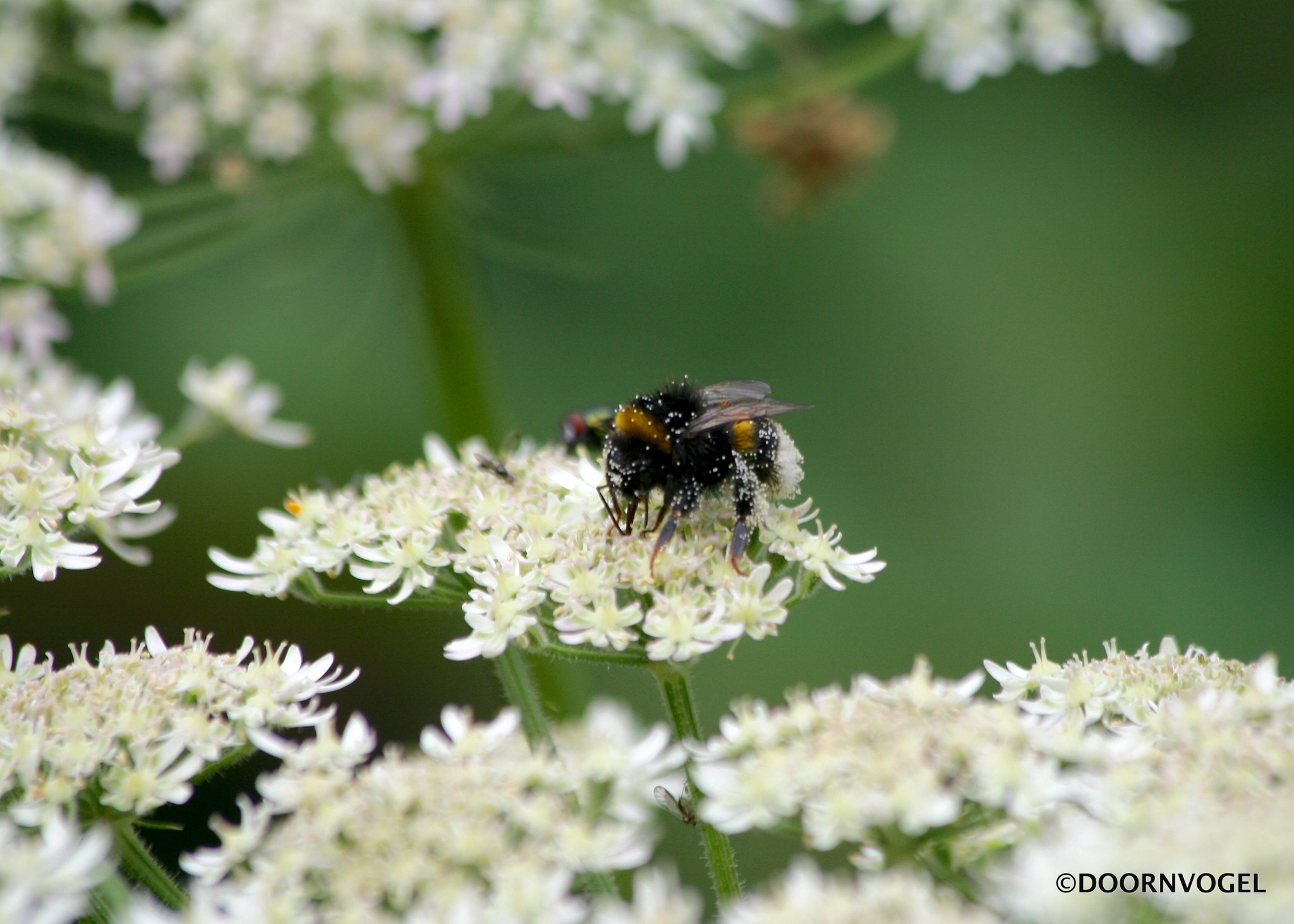 Canon EF 70-300mm F4-5.6 IS USM sample photo. Pollen transporter photography