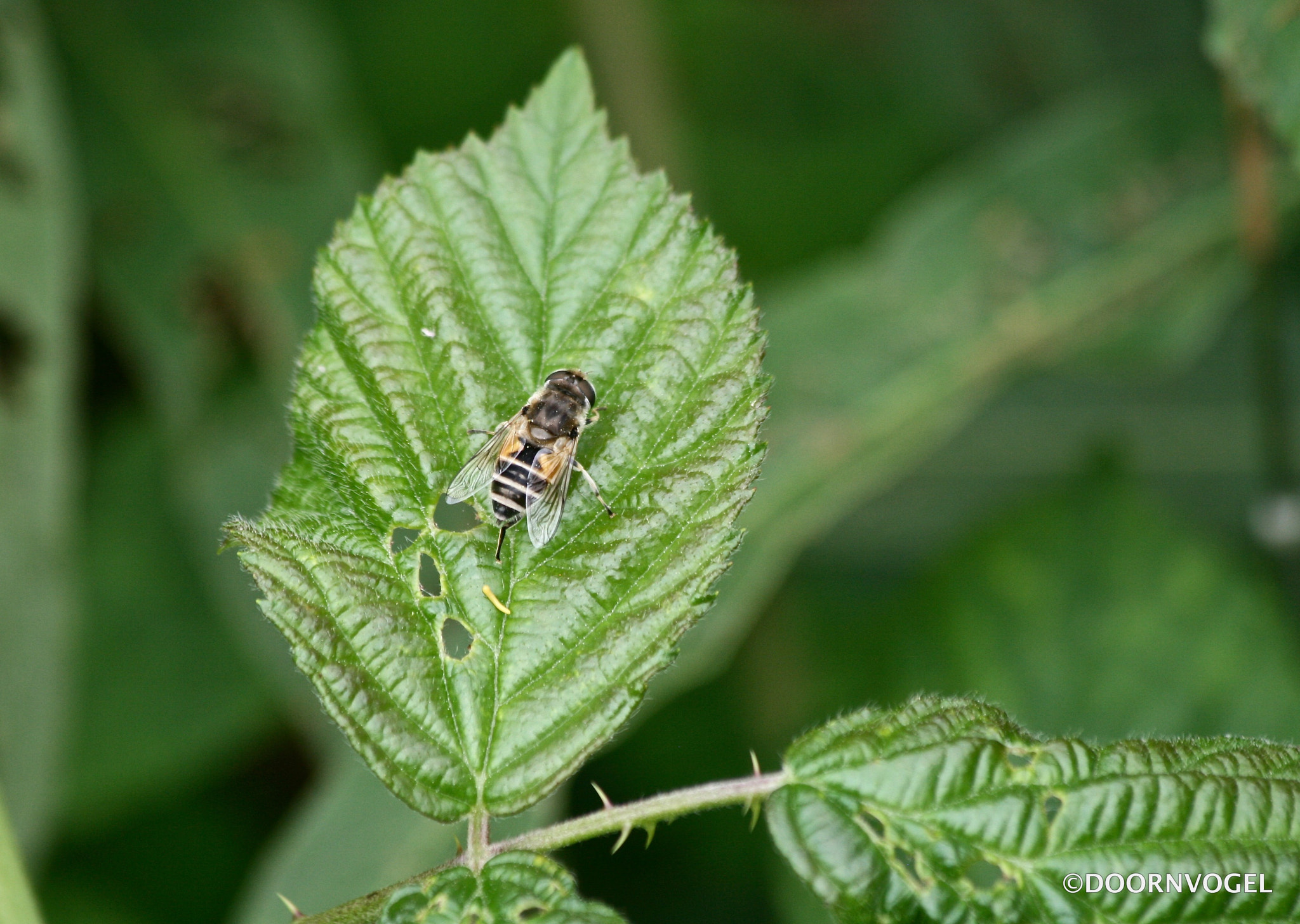 Canon EF 70-300mm F4-5.6 IS USM sample photo. Hoverfly on a break photography