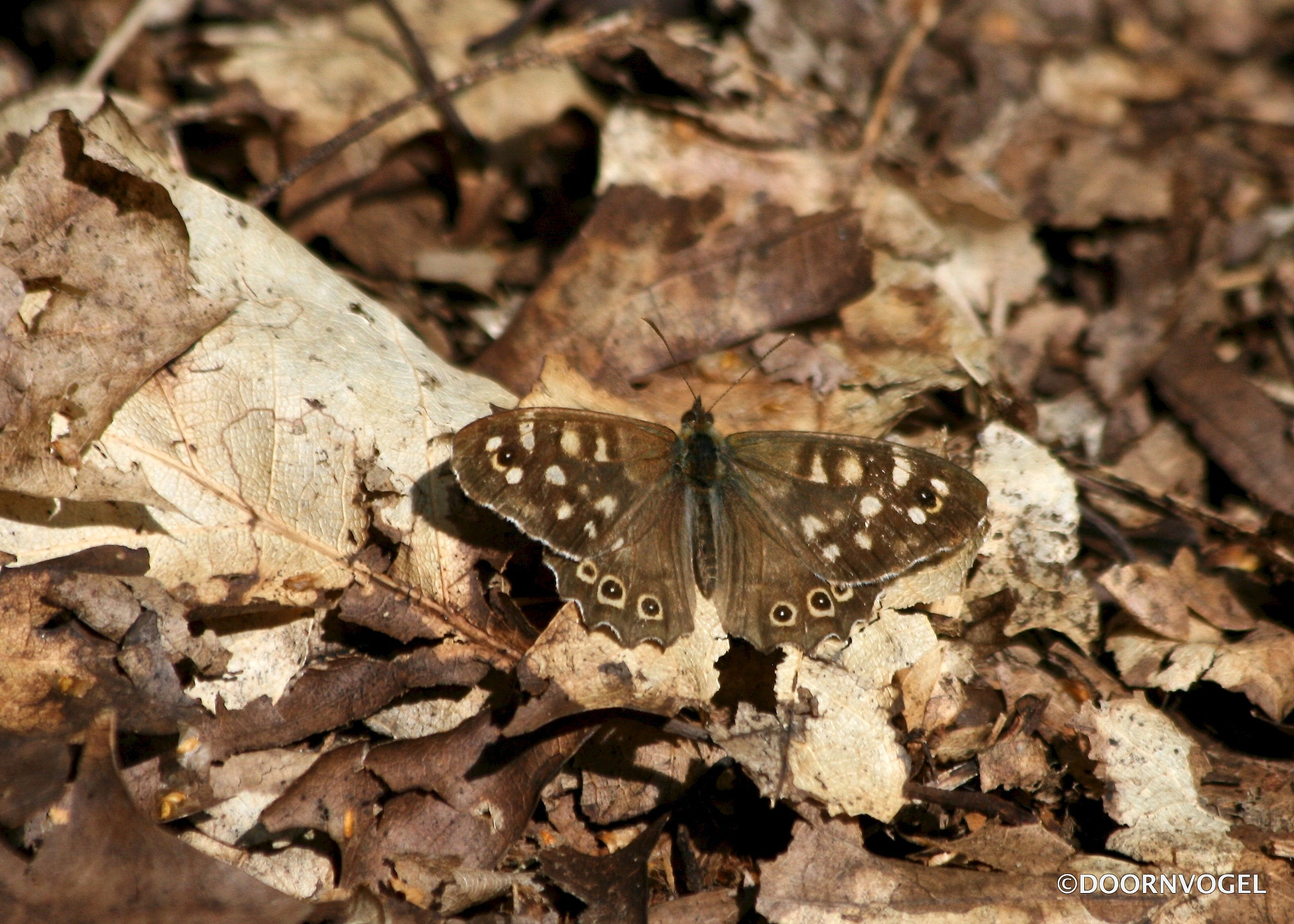 Canon EF 70-300mm F4-5.6 IS USM sample photo. Camouflage photography