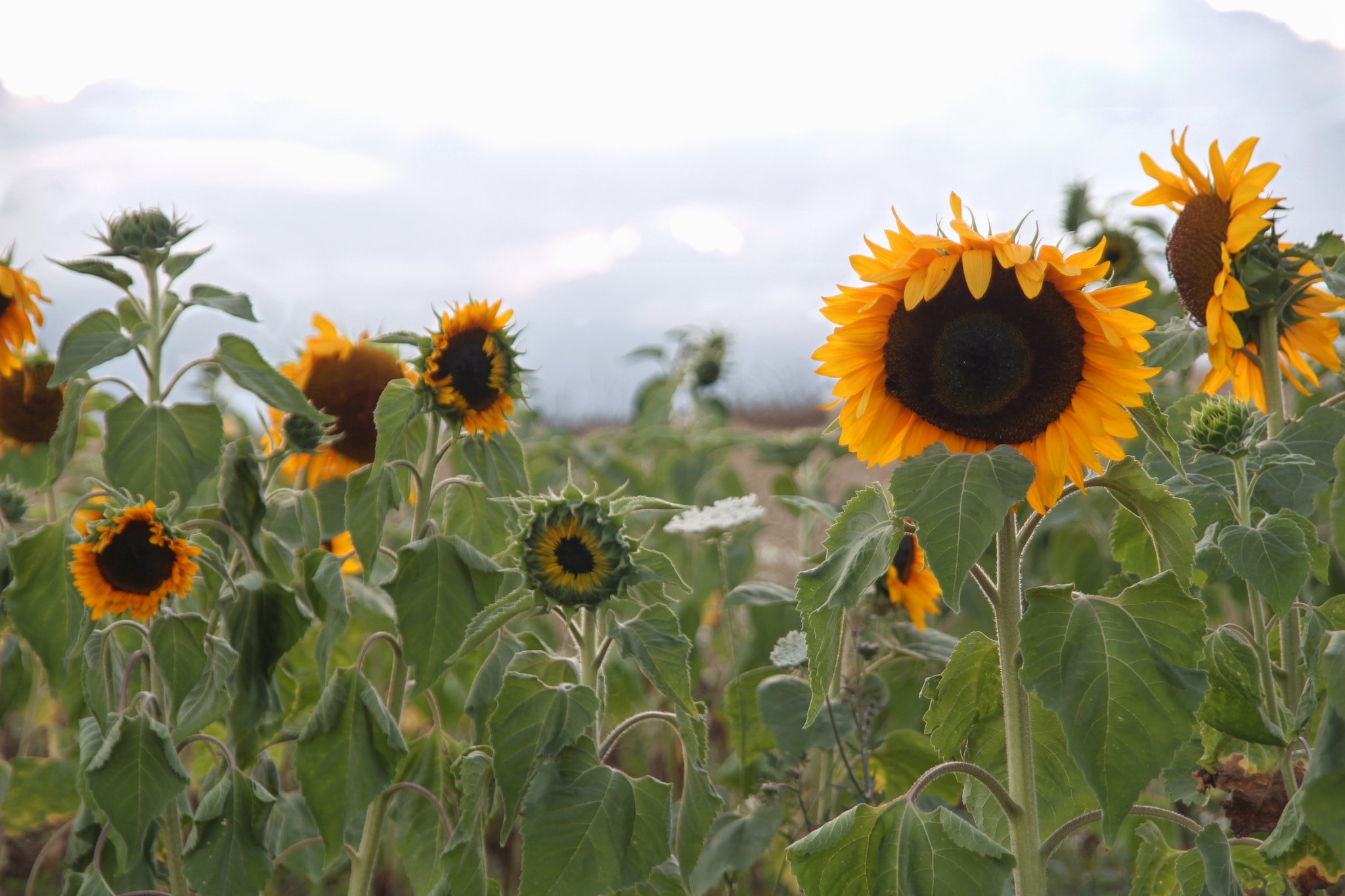 Sigma 18-200mm f/3.5-6.3 DC OS sample photo. Sunny greetings :-) photography