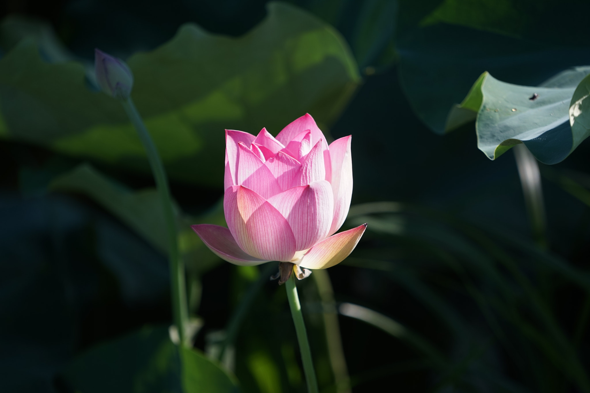 Sony a7 + Sony FE 70-200mm F4 G OSS sample photo. Lotus at hometown-12 photography