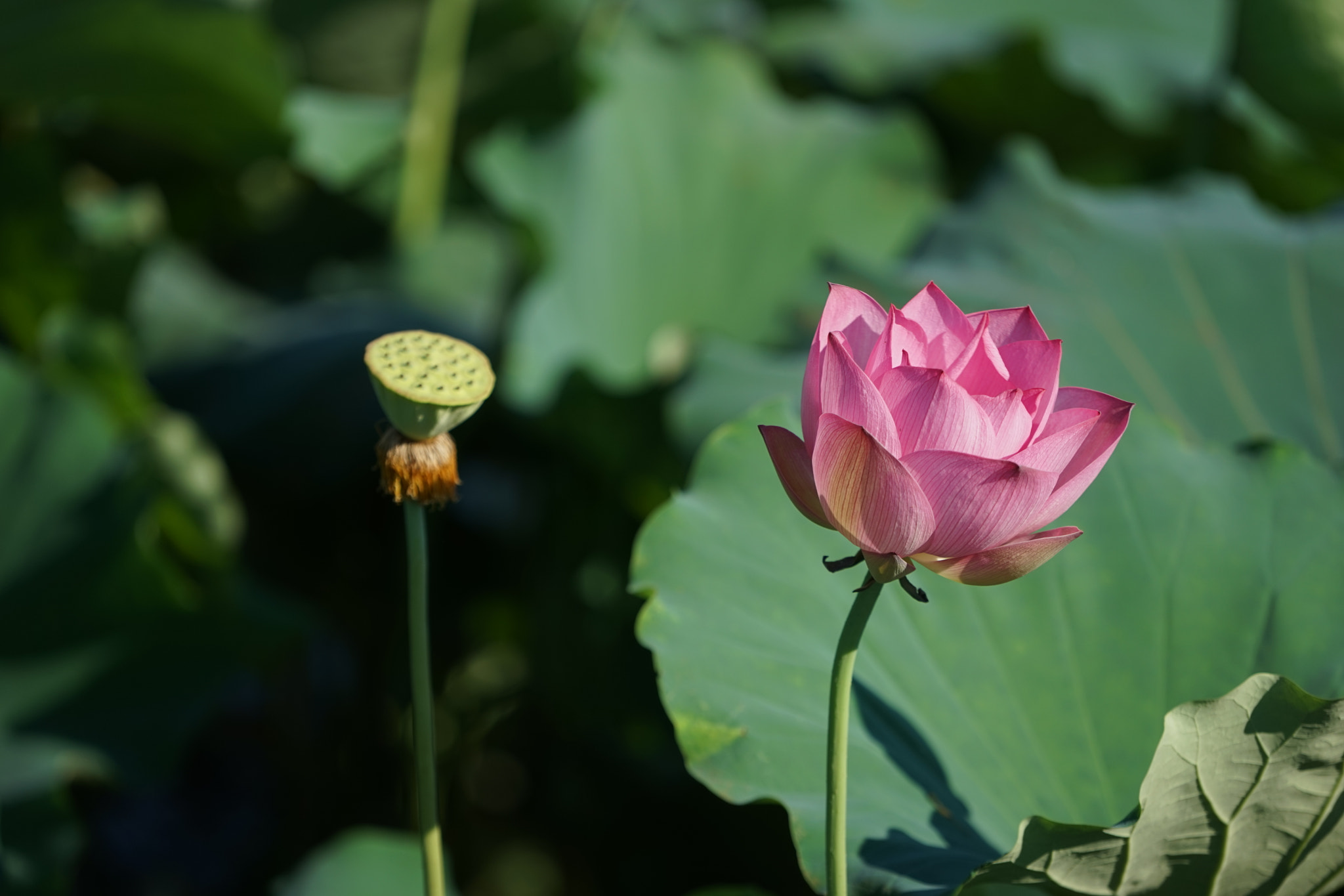 Sony a7 + Sony FE 70-200mm F4 G OSS sample photo. Lotus at hometown-13 photography
