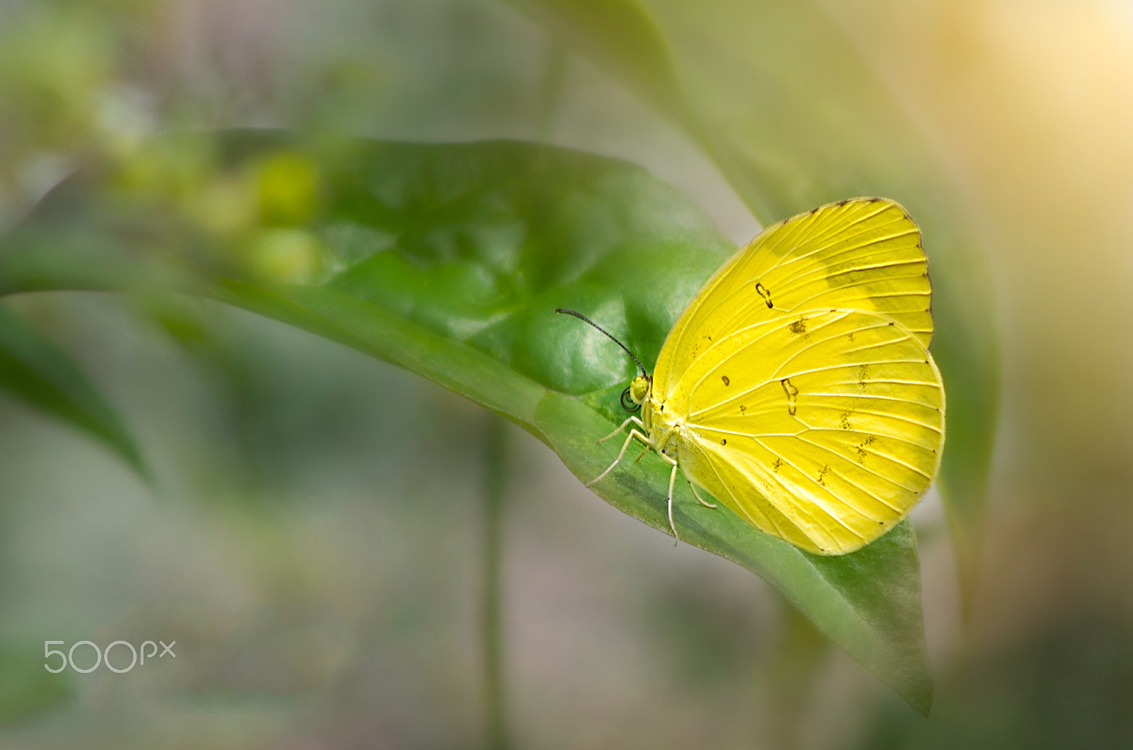 Pentax K-30 sample photo. Yellow beautifly photography