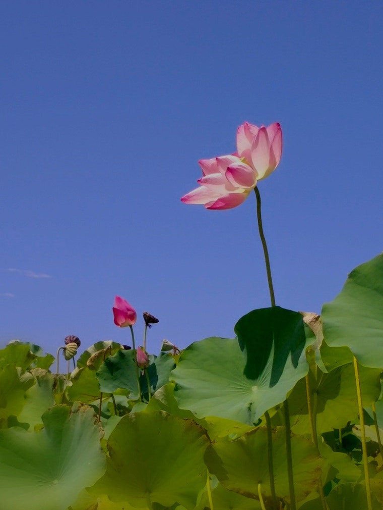 OPPO R5 sample photo