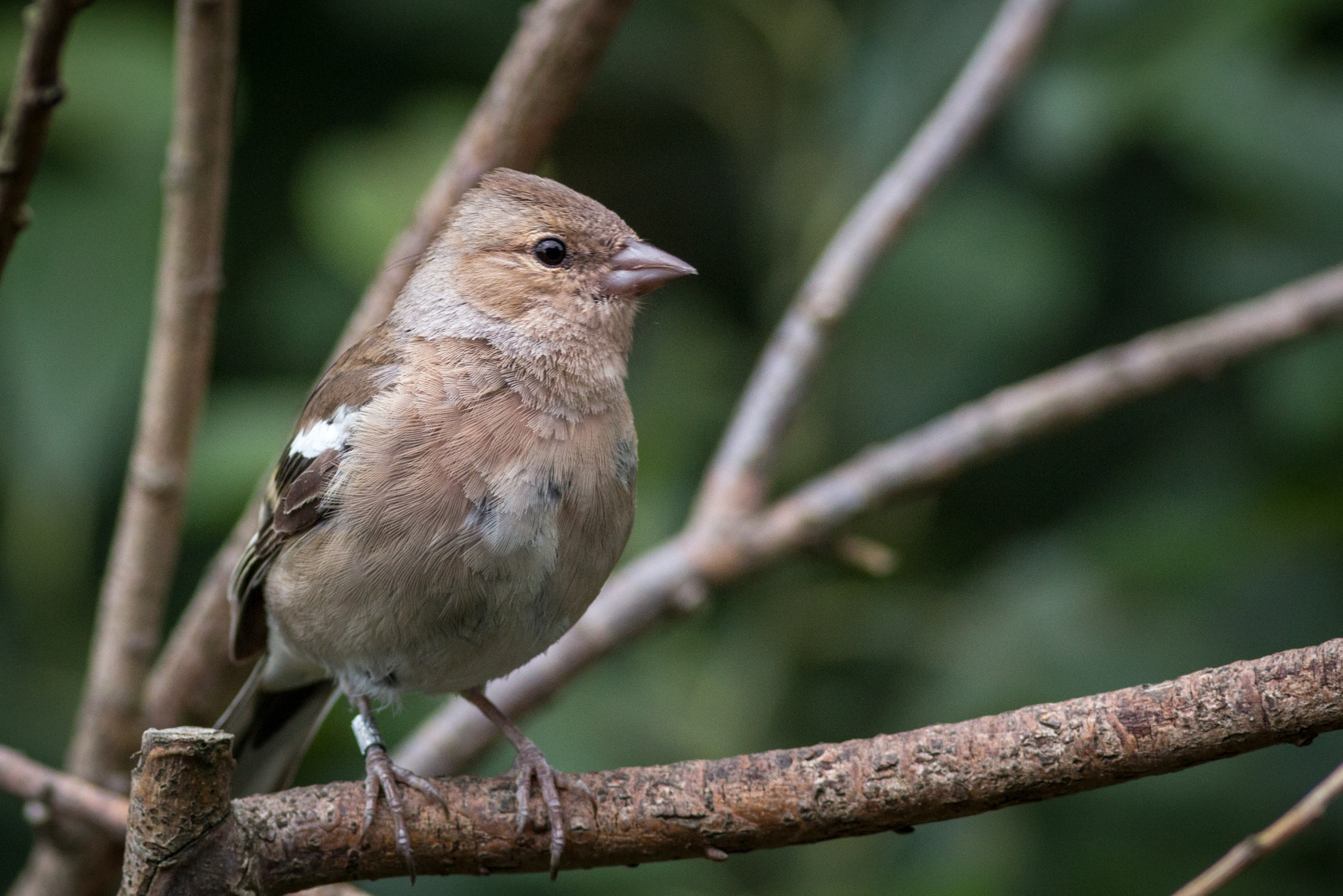 Canon EOS 70D + Canon EF 400mm F5.6L USM sample photo. Female chaffinch photography