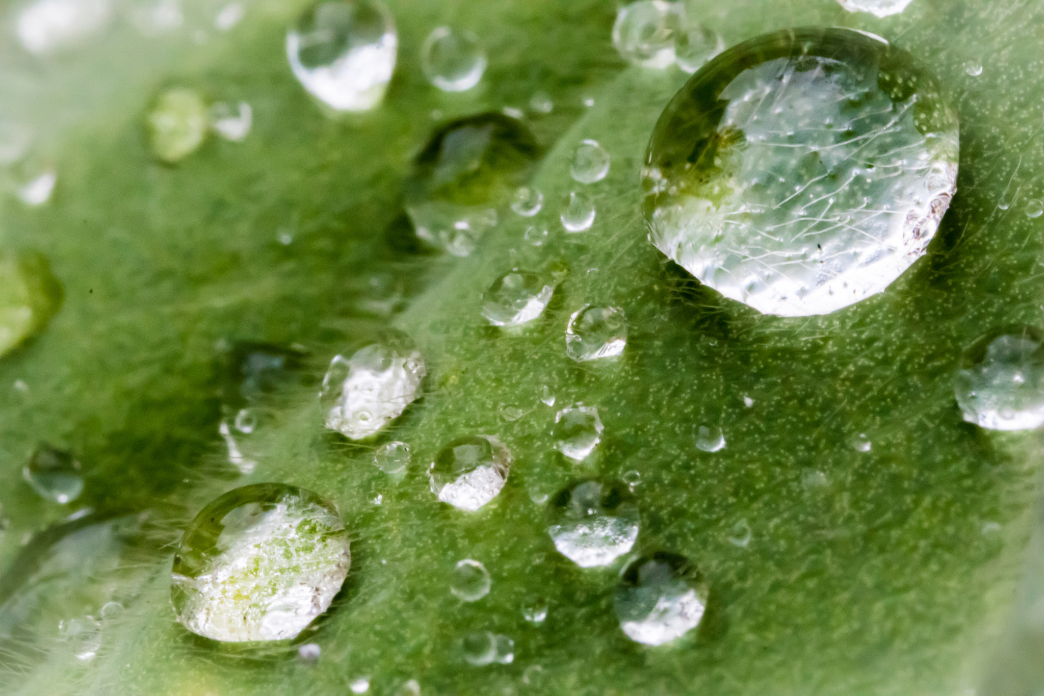 Canon MP-E 65mm F2.5 1-5x Macro Photo sample photo. Droplets photography