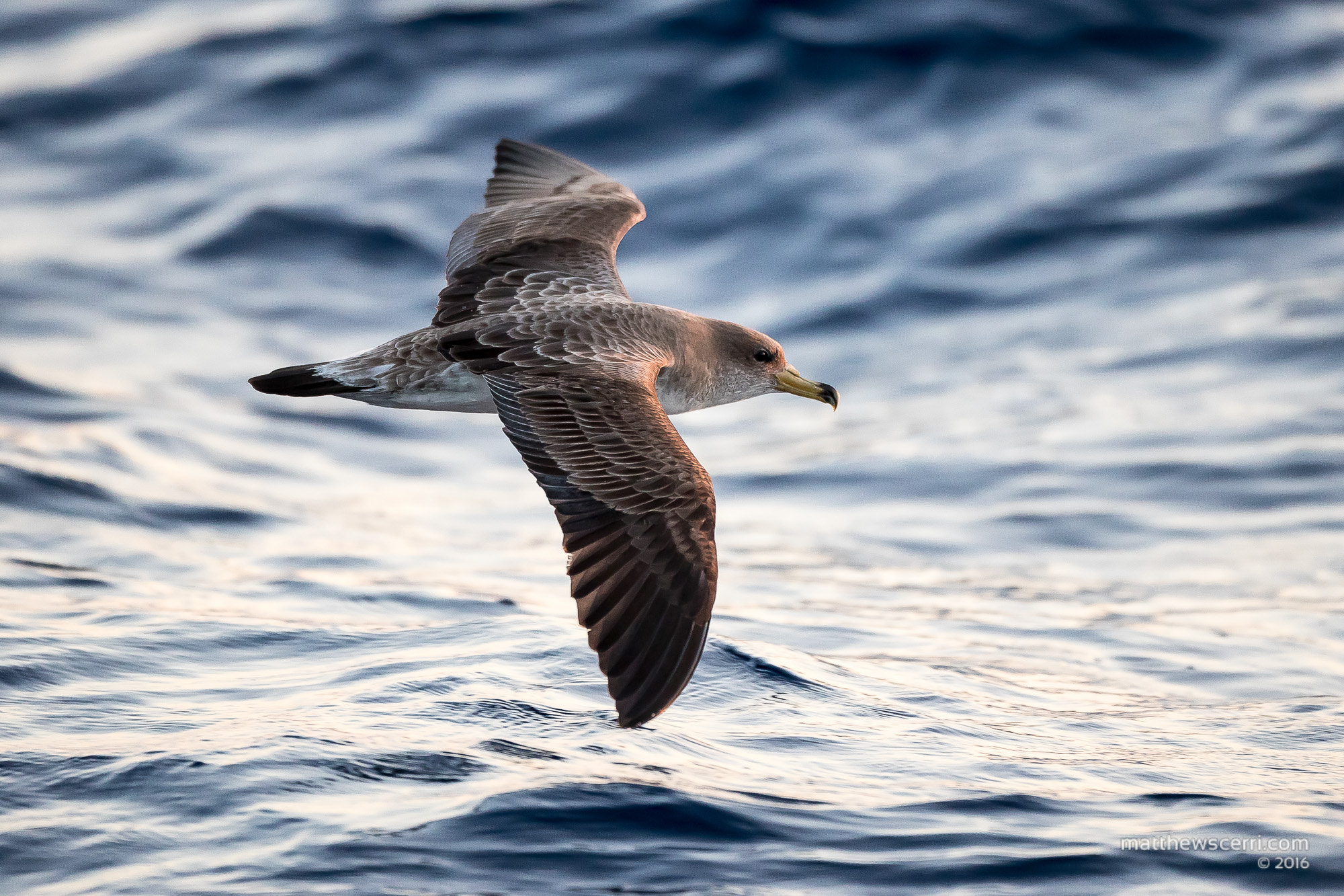 Canon EF 500mm F4L IS USM sample photo. Scopoli's shearwater at sunset photography