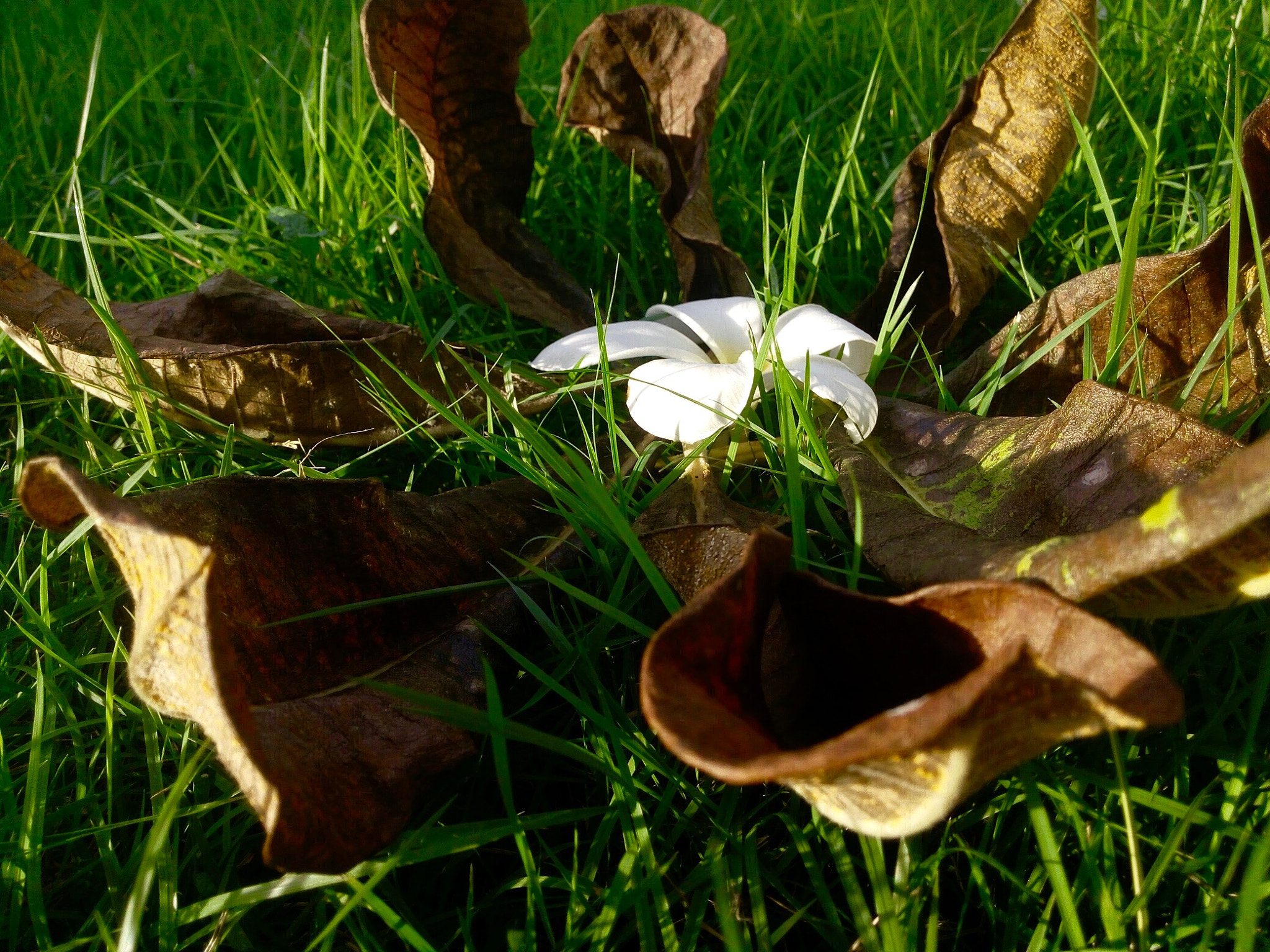 LG G Vista sample photo. Flower with leaves photography