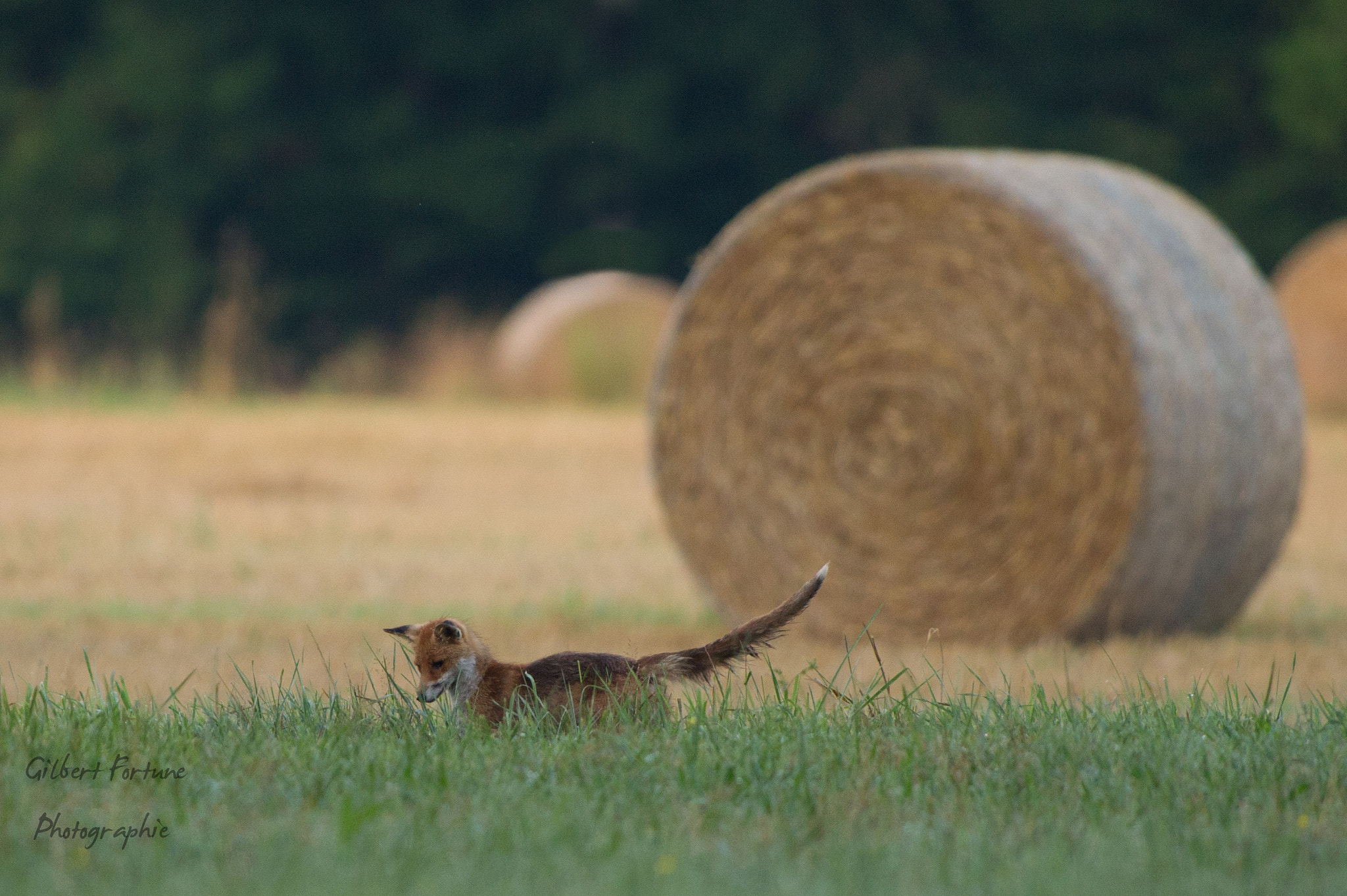 Nikon AF-S Nikkor 300mm F2.8G ED VR II sample photo. Le temps des moissons photography