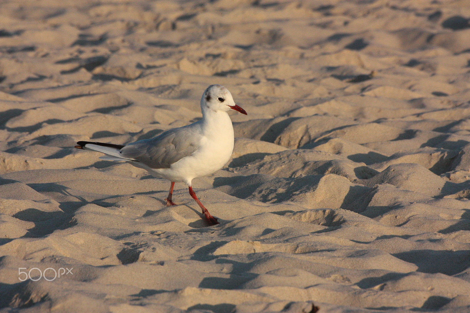 Sigma 70-300mm F4-5.6 APO DG Macro sample photo. Seagull photography