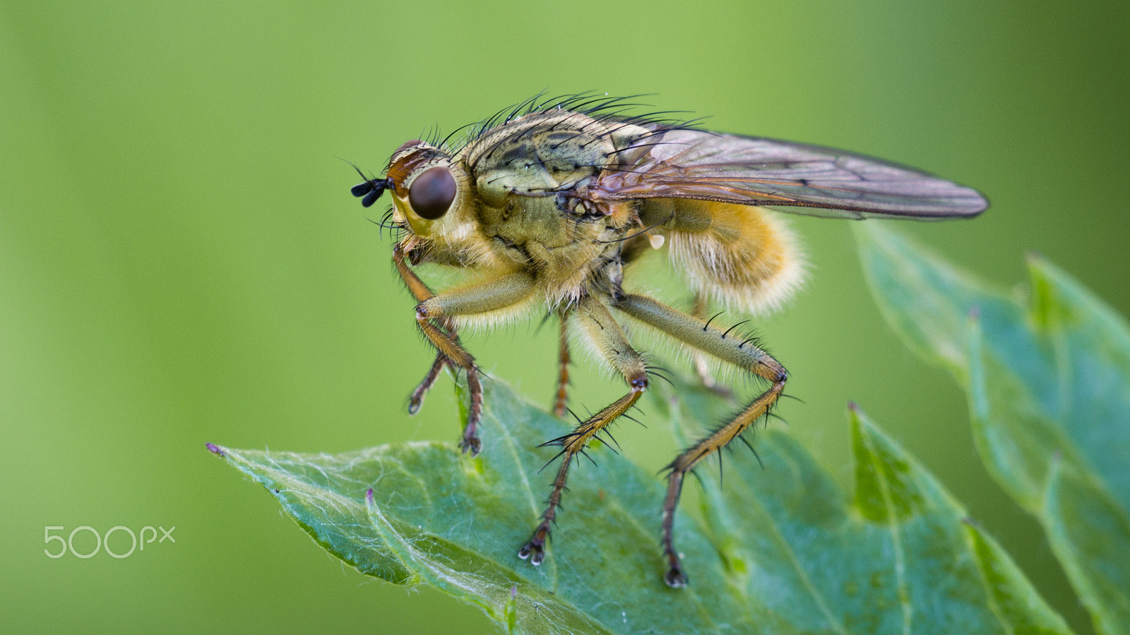 Canon EF 180mm F3.5L Macro USM sample photo. Fly photography