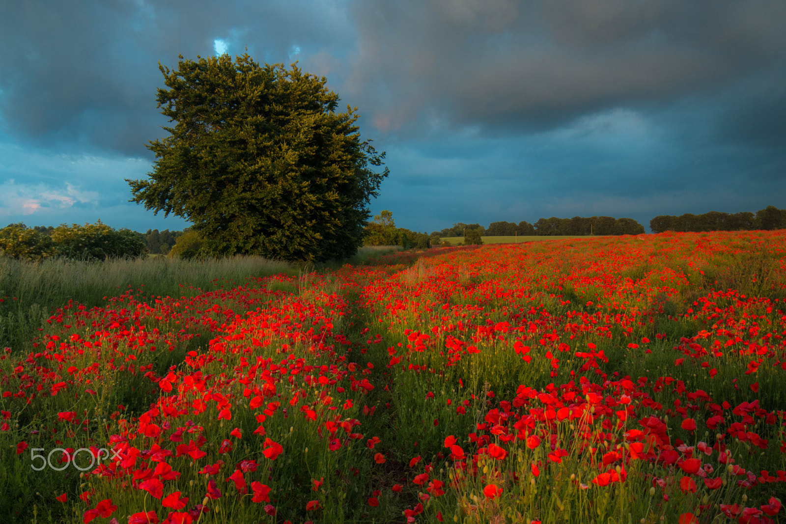 Canon EOS 70D + Canon EF 16-35mm F4L IS USM sample photo. Poppies at barton farm, winchester, uk photography