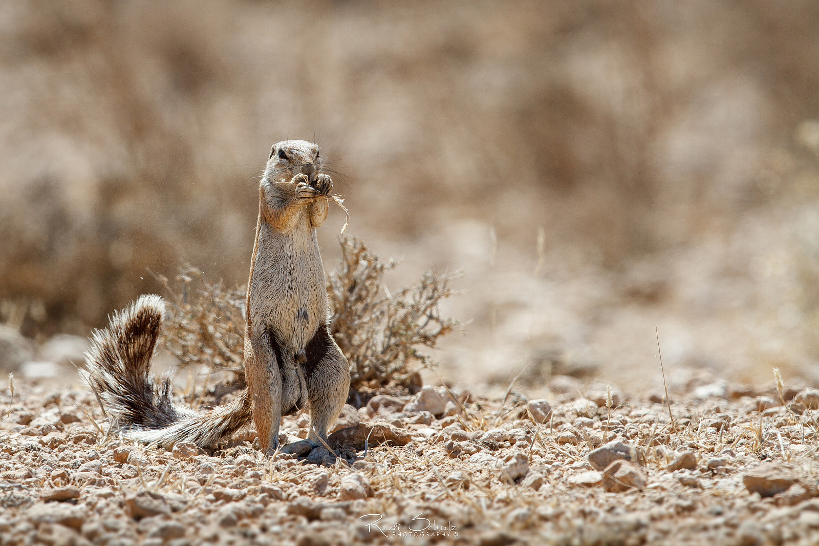 Canon EOS 7D + Canon EF 400mm F2.8L IS USM sample photo. Having a snack photography