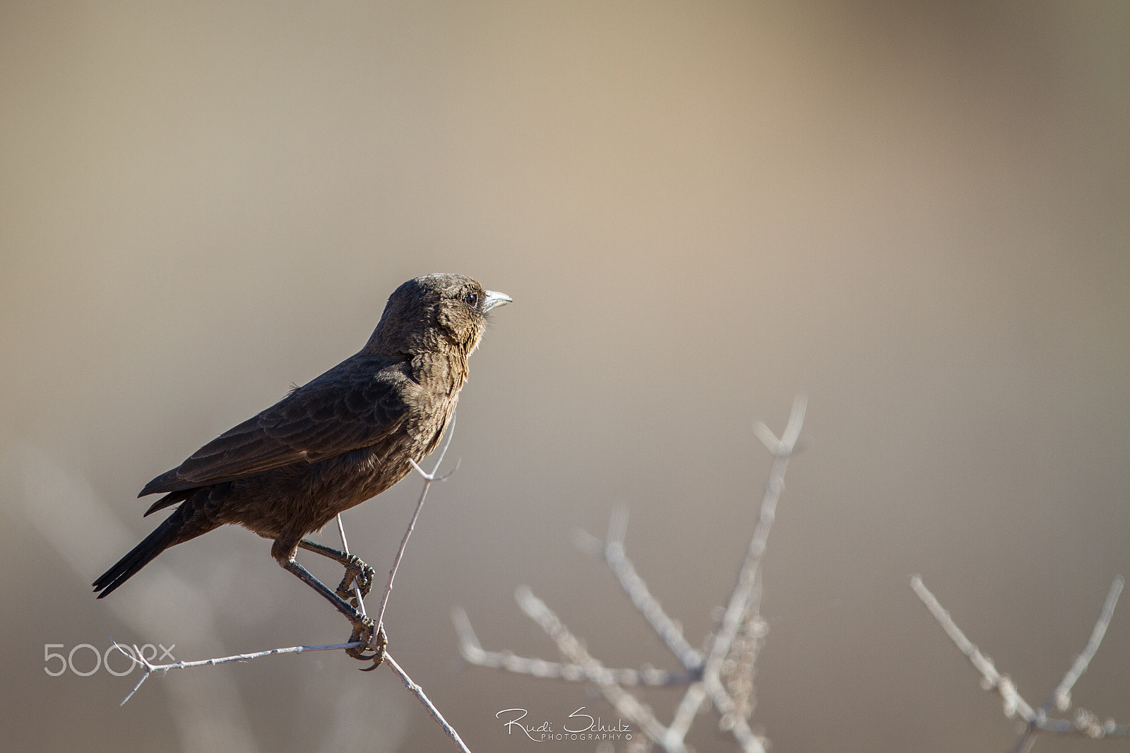 Canon EOS 7D + Canon EF 400mm F2.8L IS USM sample photo. Ant-eating chat photography