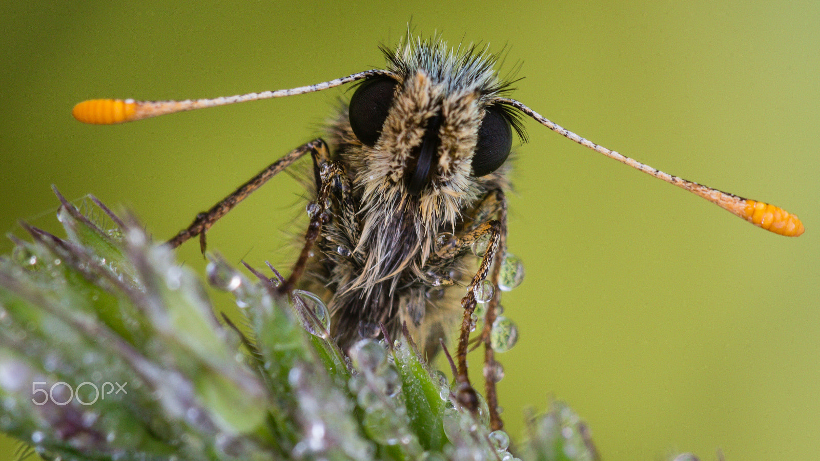 Canon EF 180mm F3.5L Macro USM sample photo. Big brother is watching you photography