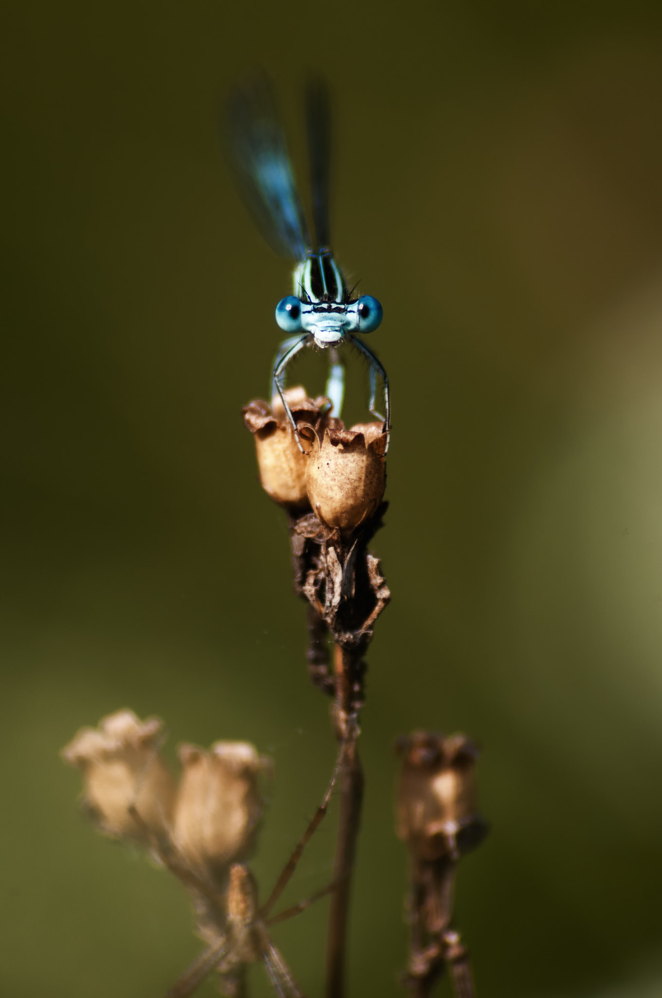 Nikon D300 sample photo. Drangonfly photography