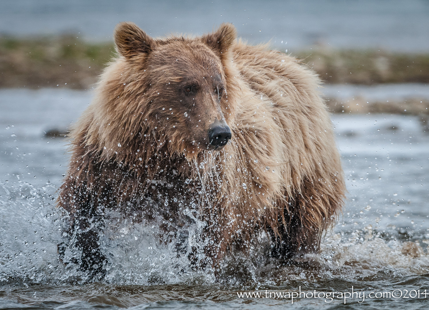 Nikon D300 + Nikon AF-S Nikkor 500mm F4G ED VR sample photo. Adrenaline rushes & peaceful tranquility photography