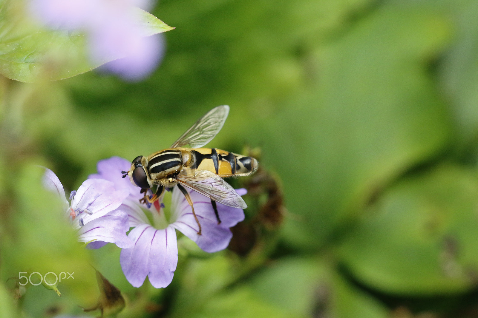Canon EOS 70D + Sigma APO Macro 180mm F2.8 EX DG OS HSM sample photo. Hoverfly or helophilus hybridus photography