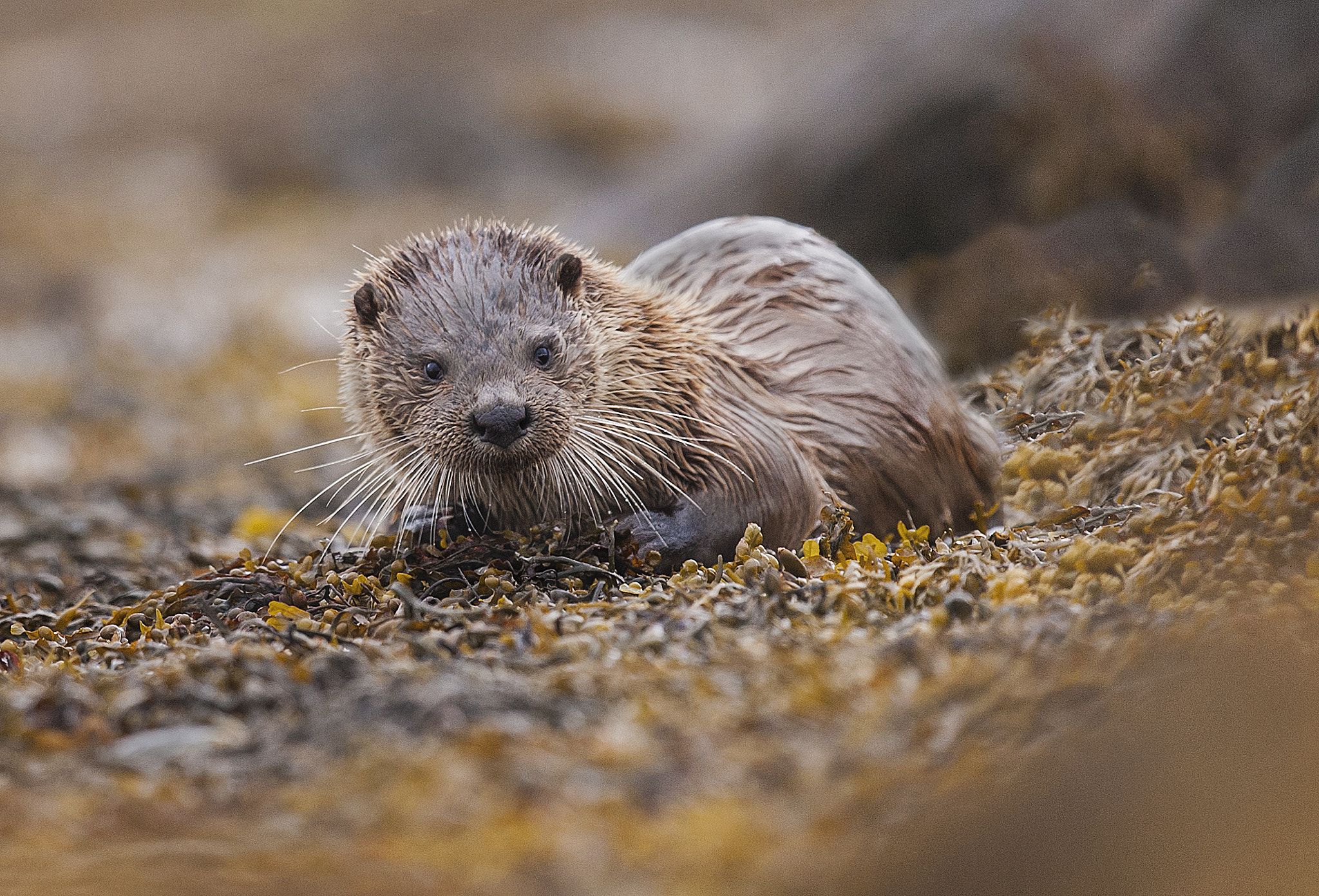 Nikon D700 + Nikon AF-S Nikkor 500mm F4G ED VR sample photo. Otter photography