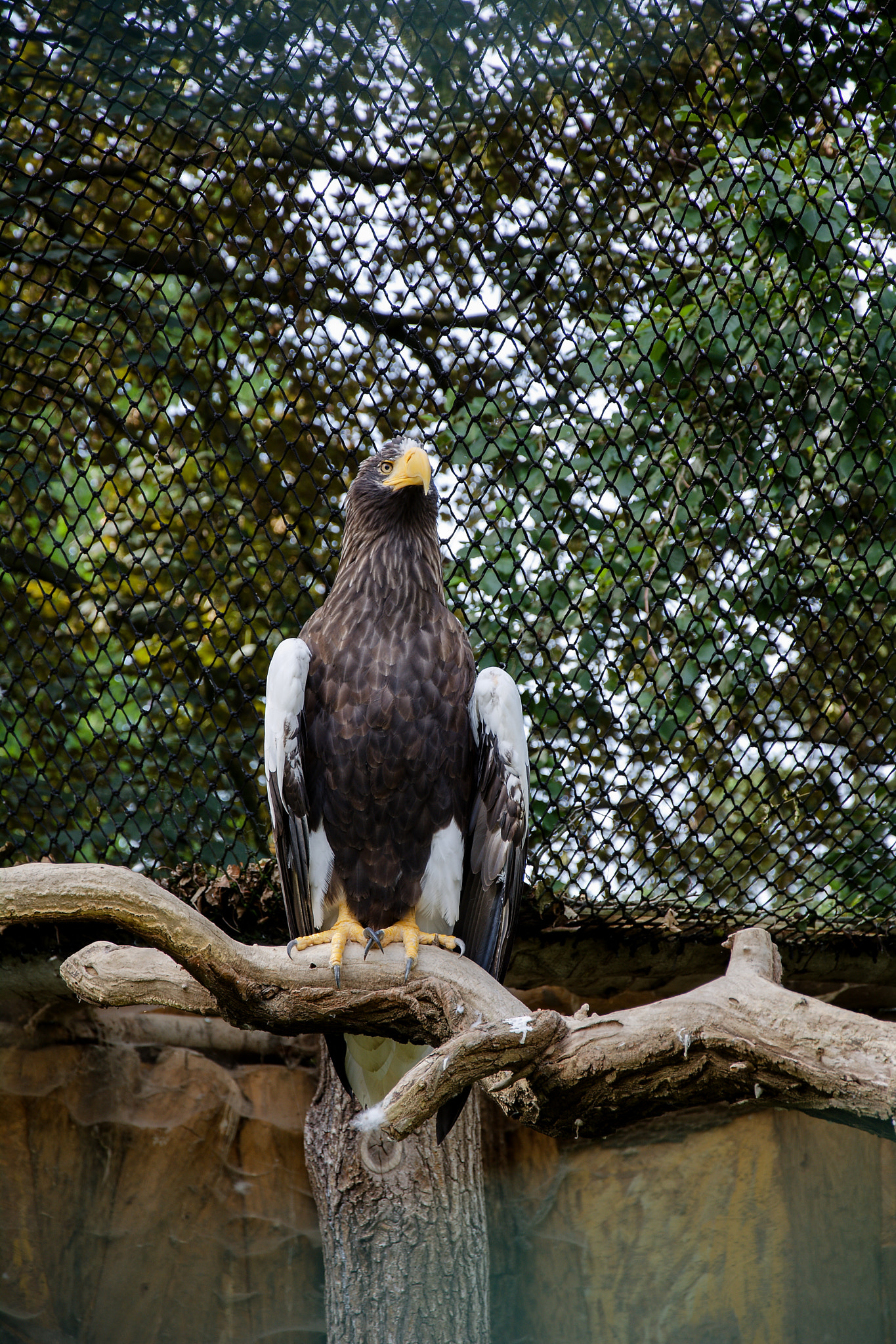 18.00 - 105.00 mm f/3.5 - 5.6 sample photo. Eagle photography