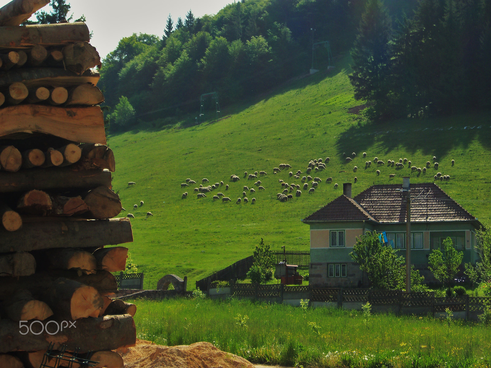 Kodak EASYSHARE C142 DIGITAL CAMERA sample photo. Sheeps, csíksomlyó, romania photography