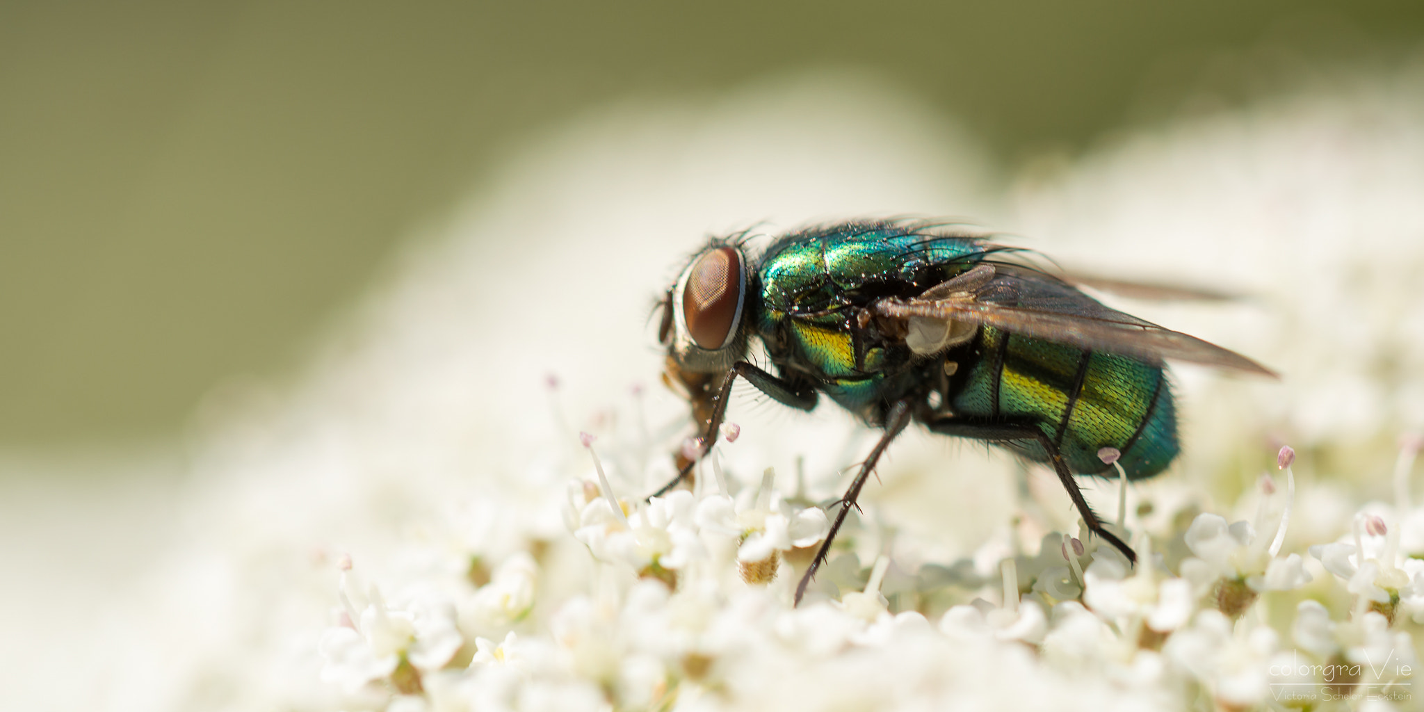 Nikon D5200 + Tamron SP AF 60mm F2 Di II LD IF Macro sample photo. Common green bottle fly i photography