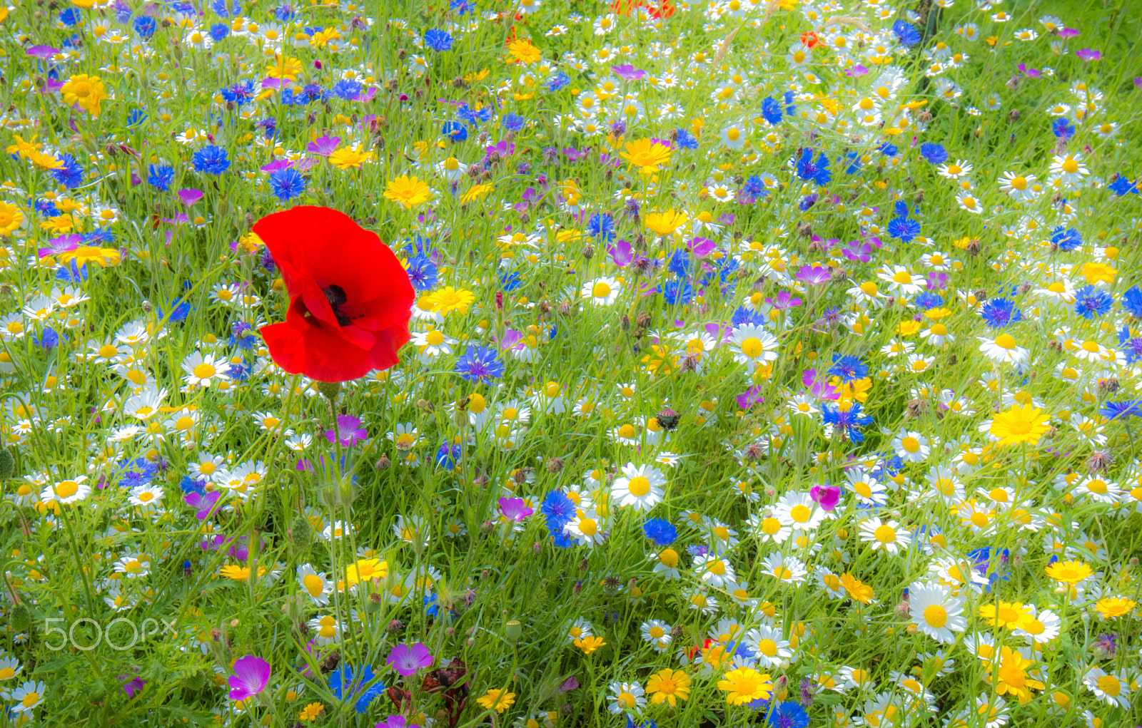 Canon EOS 70D + Canon EF 16-35mm F4L IS USM sample photo. Poppies and wild flowers at kings worthy winchester uk photography