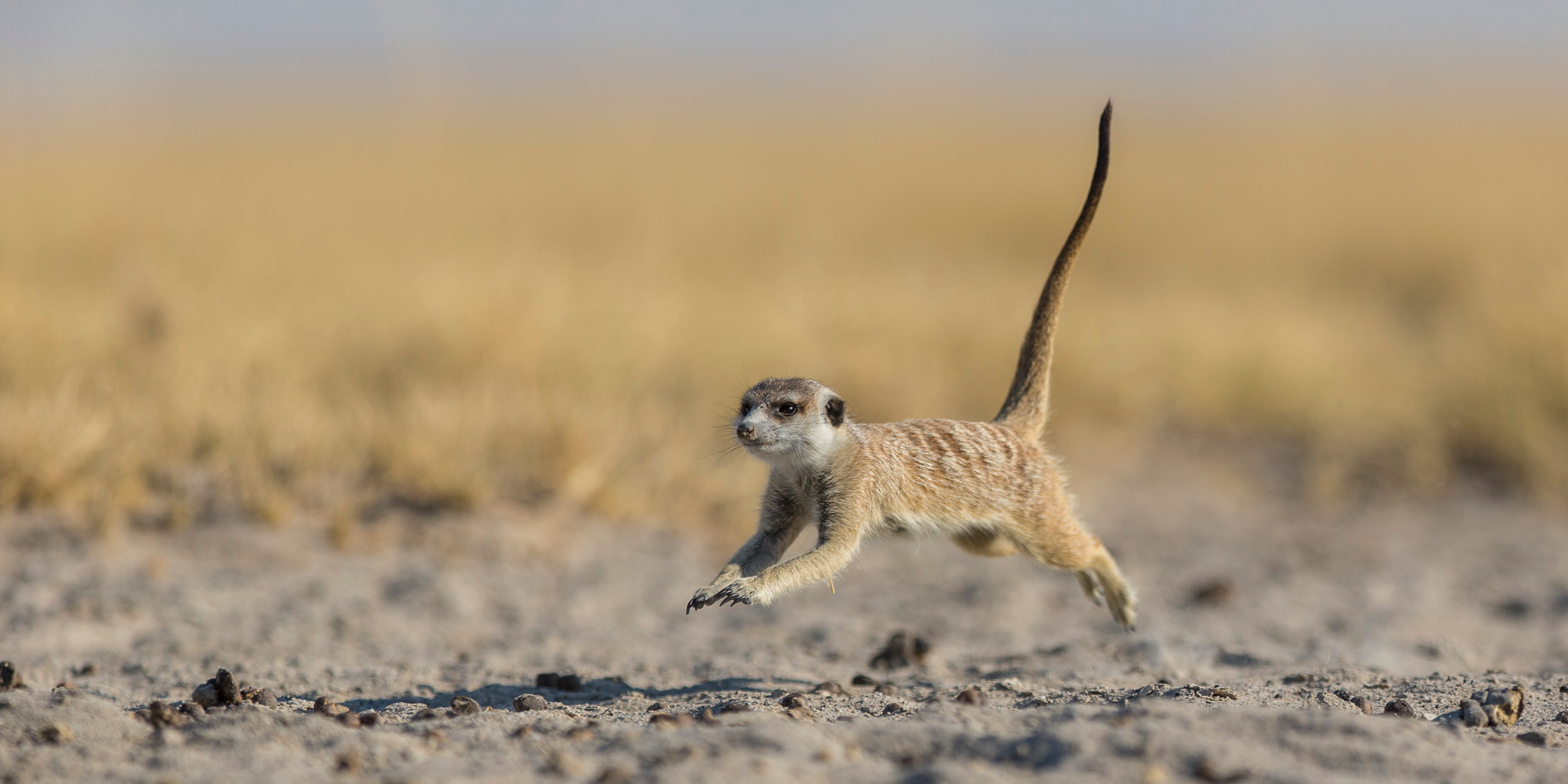 Canon EF 300mm F2.8L IS USM sample photo. Run boy run photography