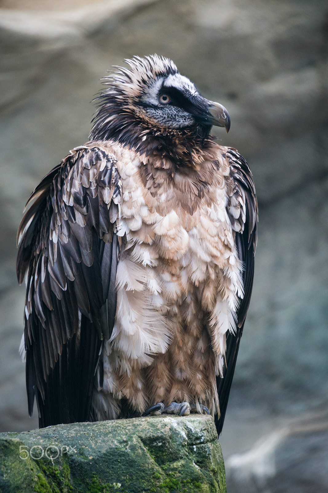 Canon EF 100-400mm F4.5-5.6L IS USM sample photo. Bartgeier ii photography