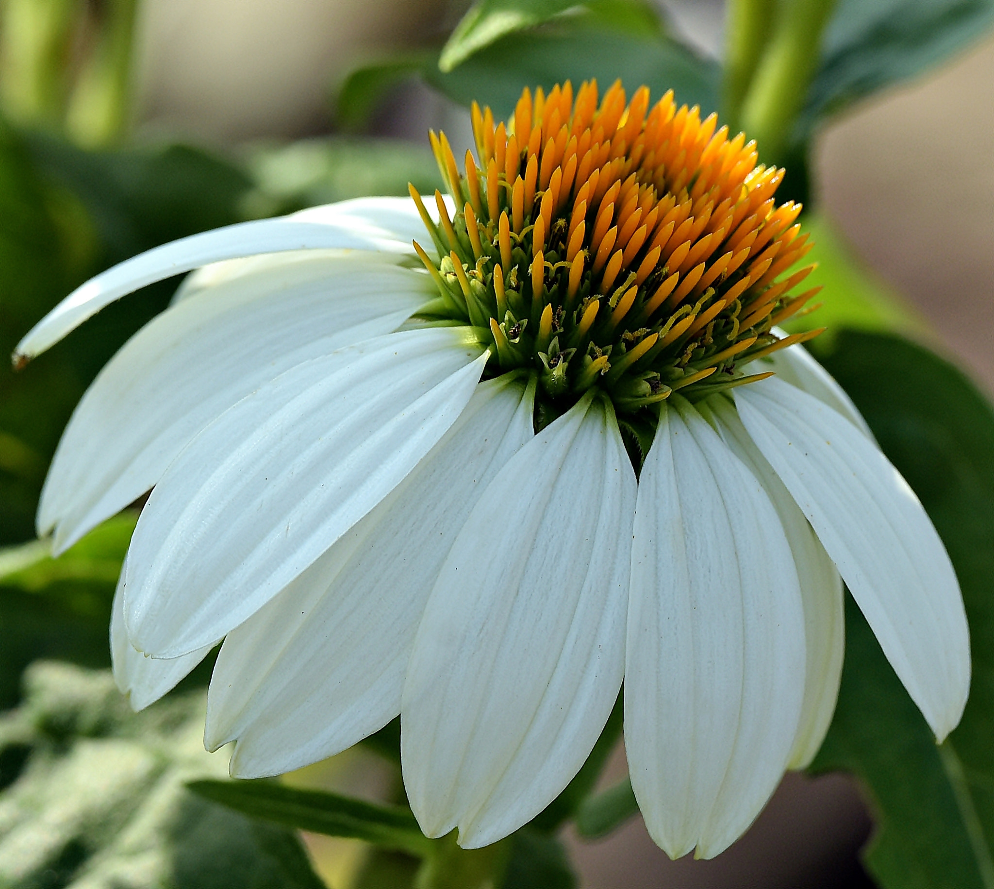 Tamron SP 70-200mm F2.8 Di VC USD sample photo. Cone daisy in the morning photography