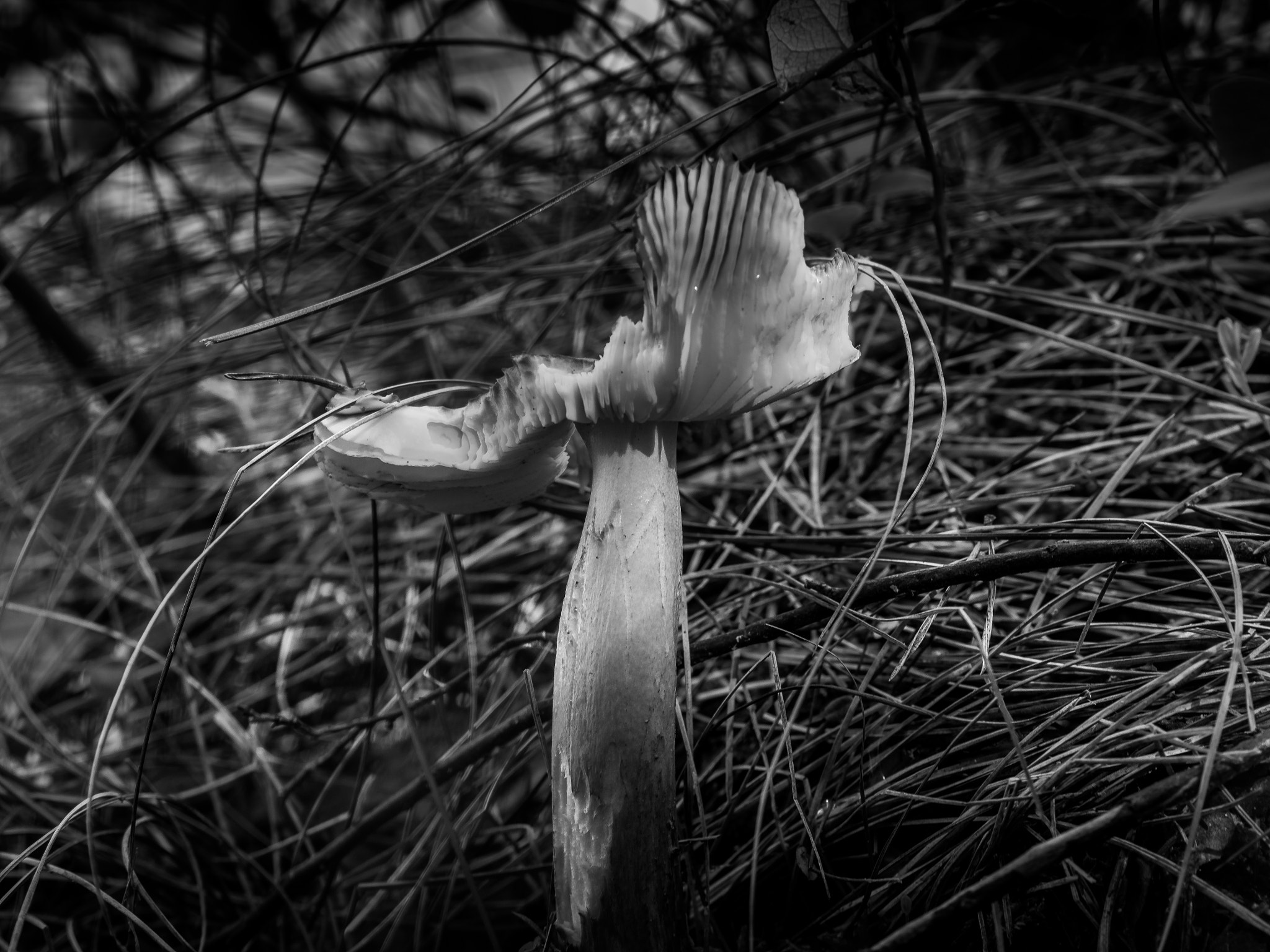 Olympus PEN E-PL7 sample photo. -untitled- photography