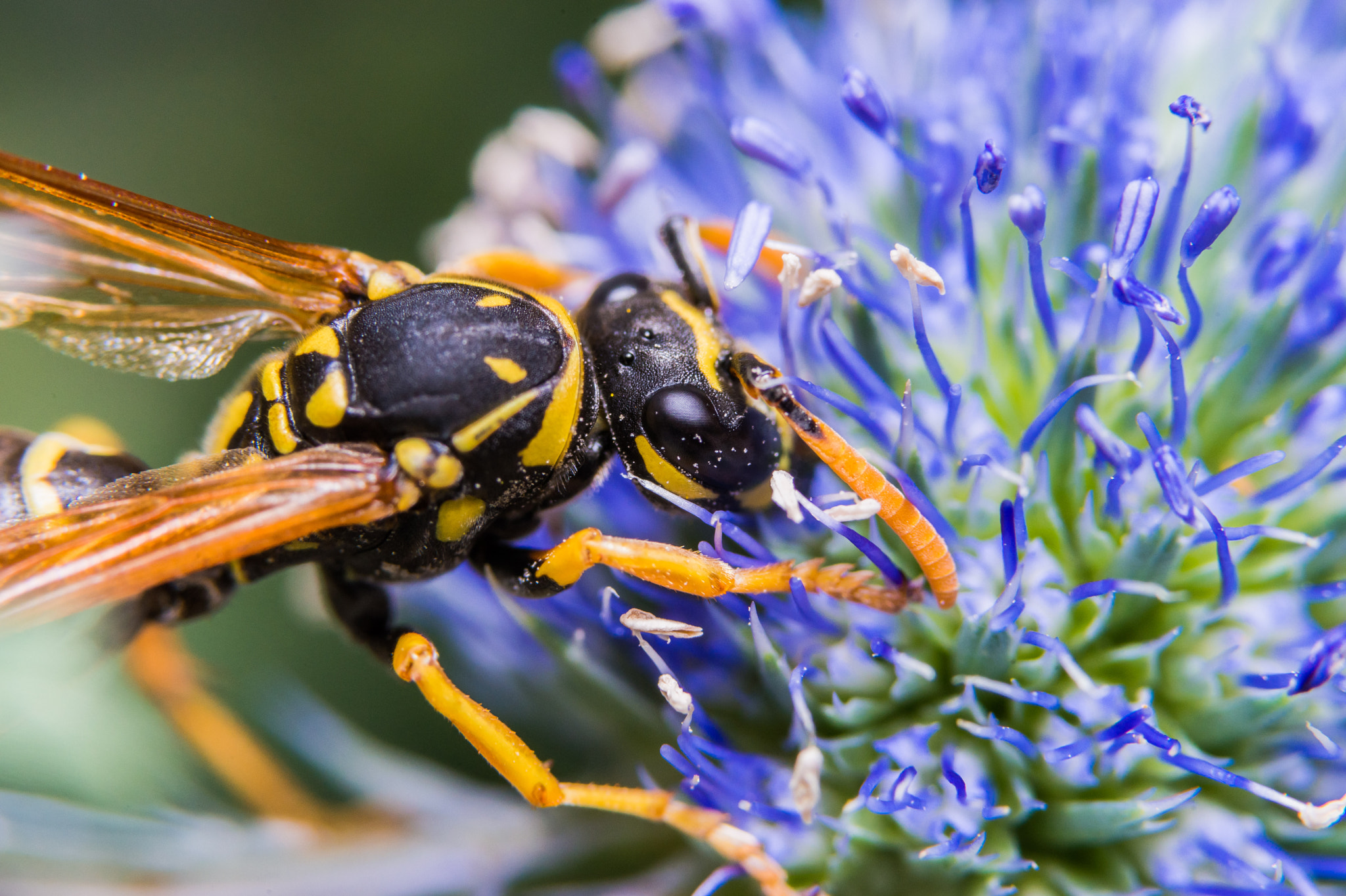 Sony a99 II + 90mm F2.8 Macro SSM sample photo. Wasp photography