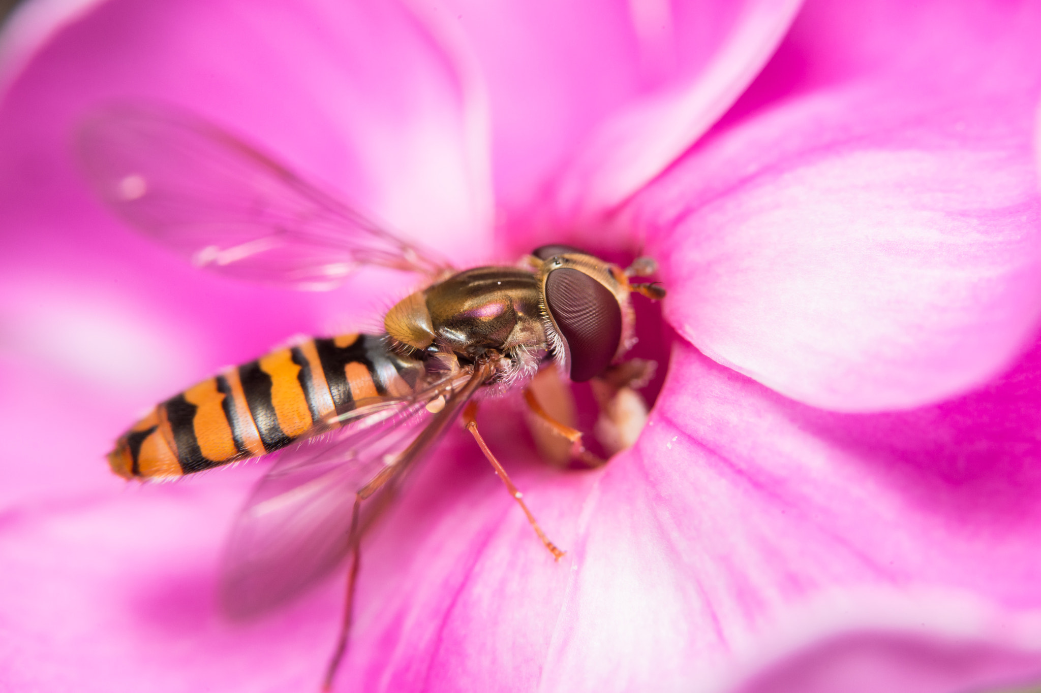 Sony a99 II sample photo. Hover fly photography
