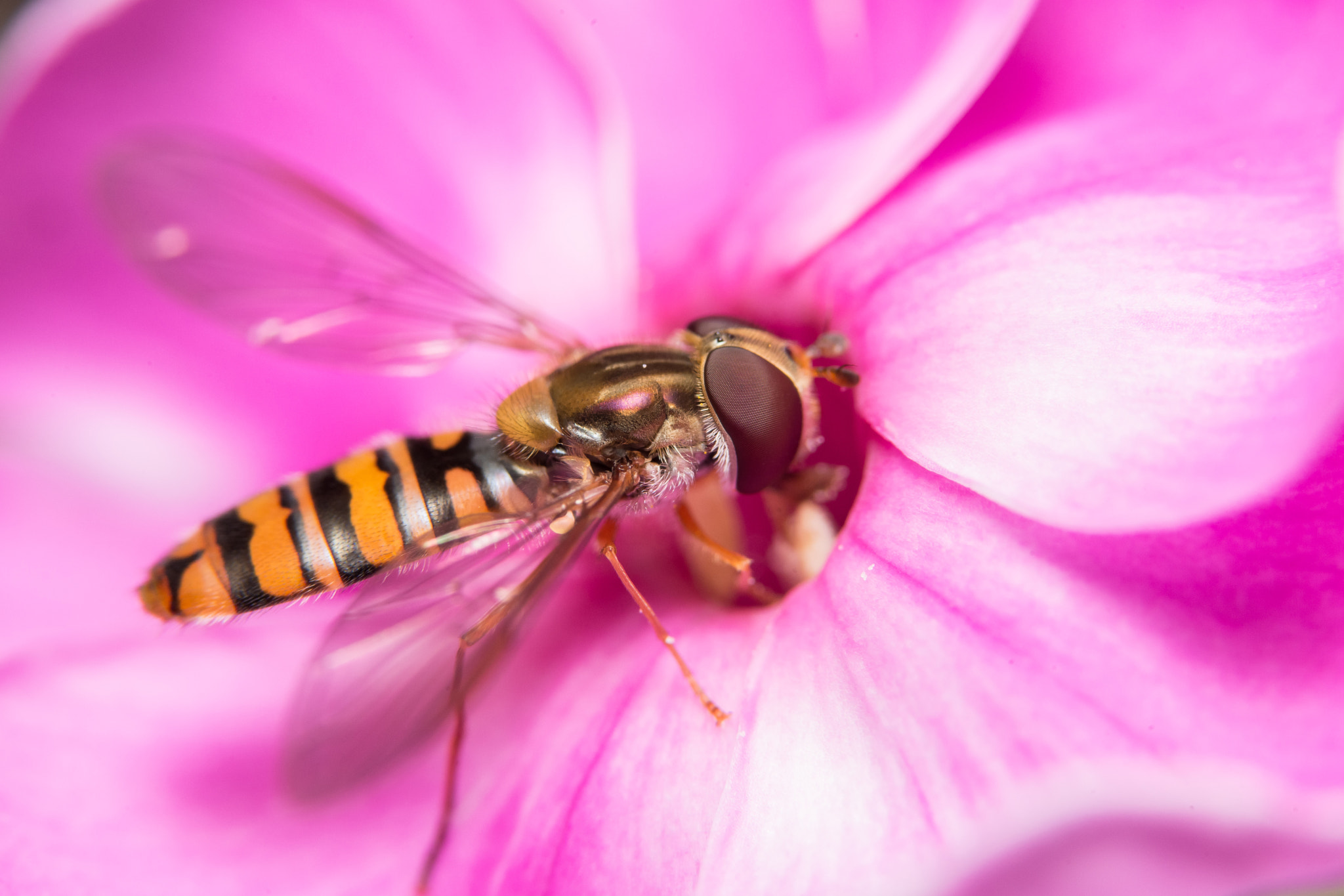 Sony a99 II + 90mm F2.8 Macro SSM sample photo. Hover fly photography