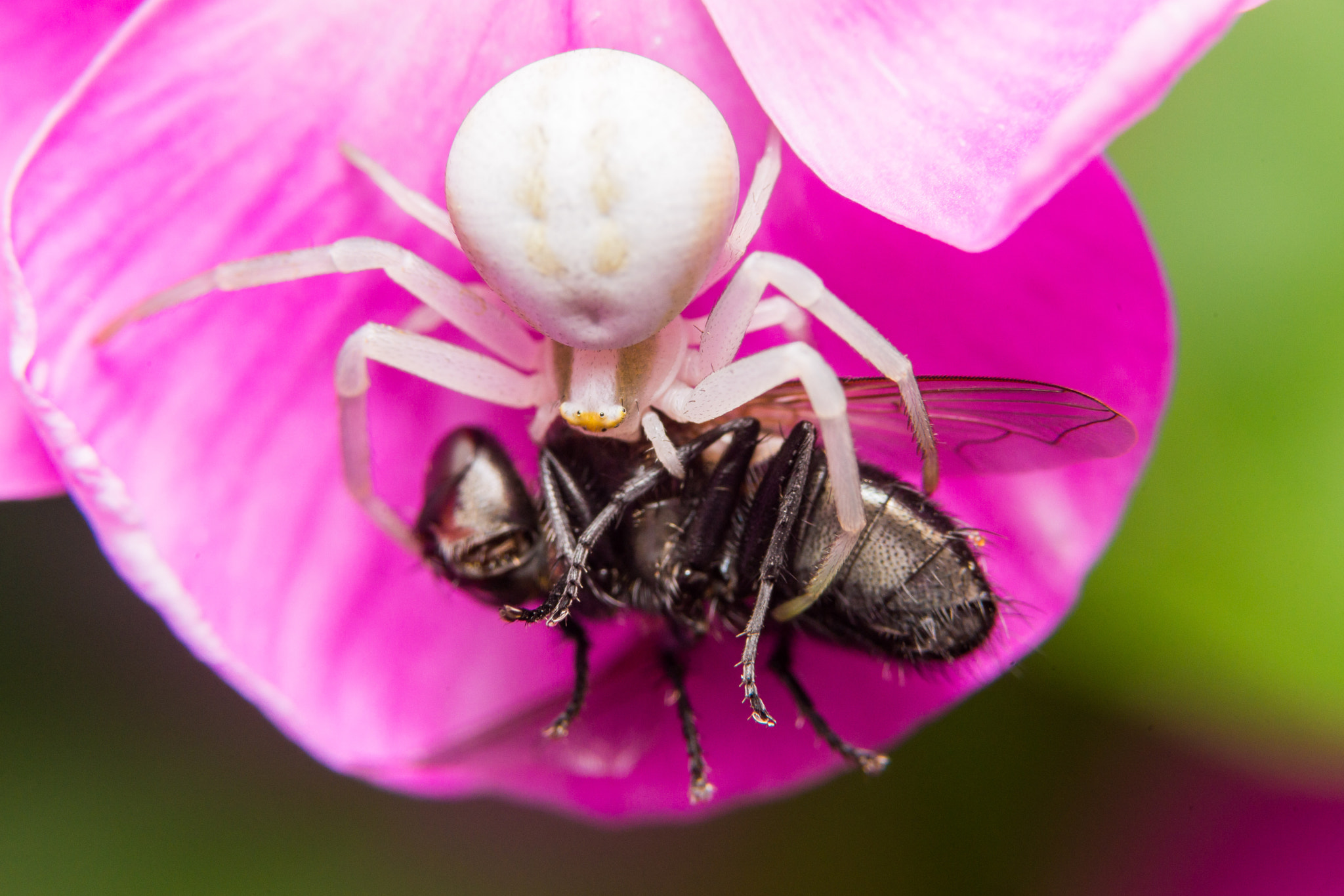 Sony a99 II + 90mm F2.8 Macro SSM sample photo. Crab spider with prey photography