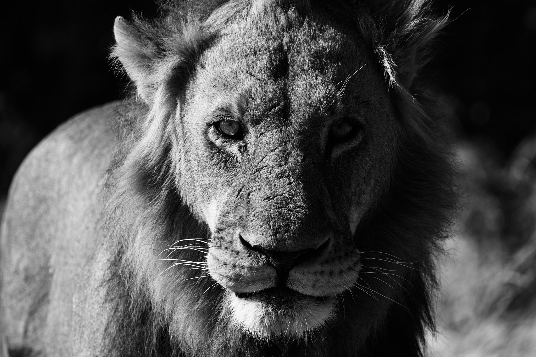 Sony 70-400mm F4-5.6 G SSM II sample photo. Oldking photography