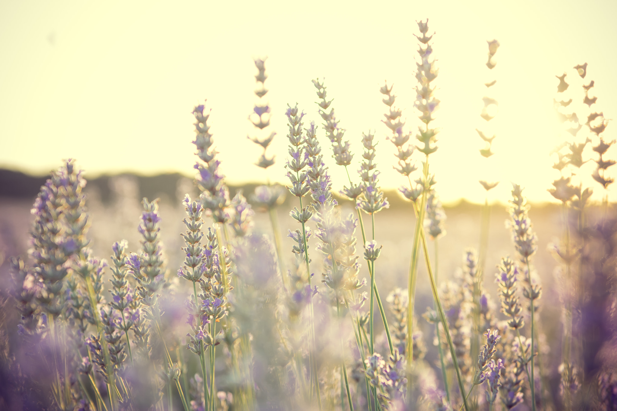 Nikon AF-S Nikkor 24-70mm F2.8G ED sample photo. Lavender light photography