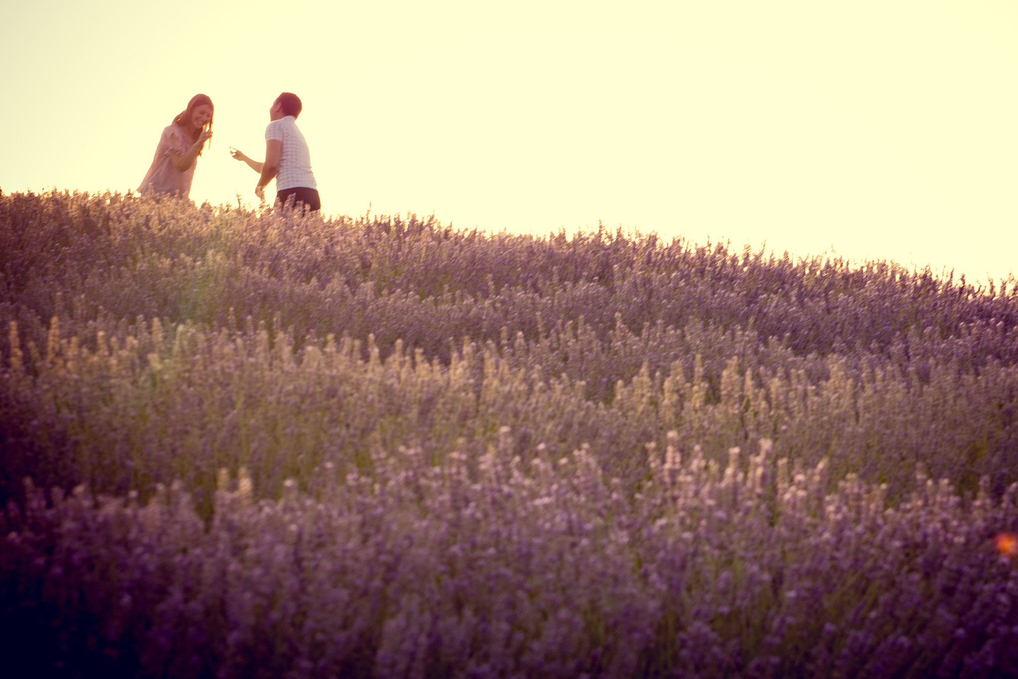 Nikon AF-S Nikkor 24-70mm F2.8G ED sample photo. Lavender romance photography